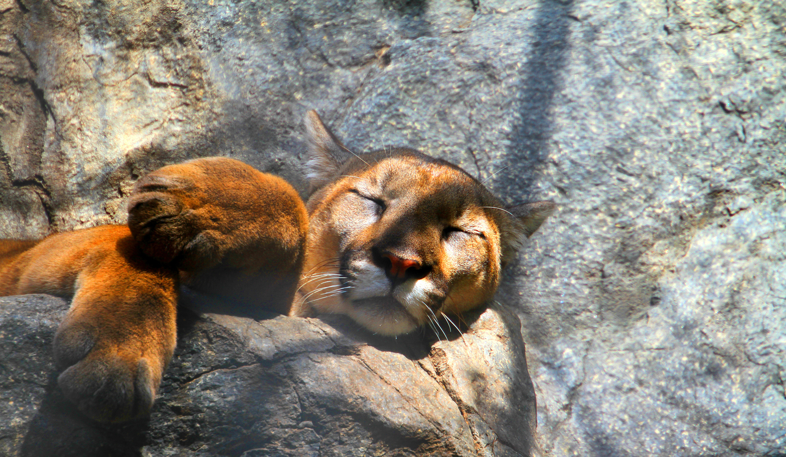 Wallpaper Puma cougar mountain lion jump 1920x1200 HD Picture Image