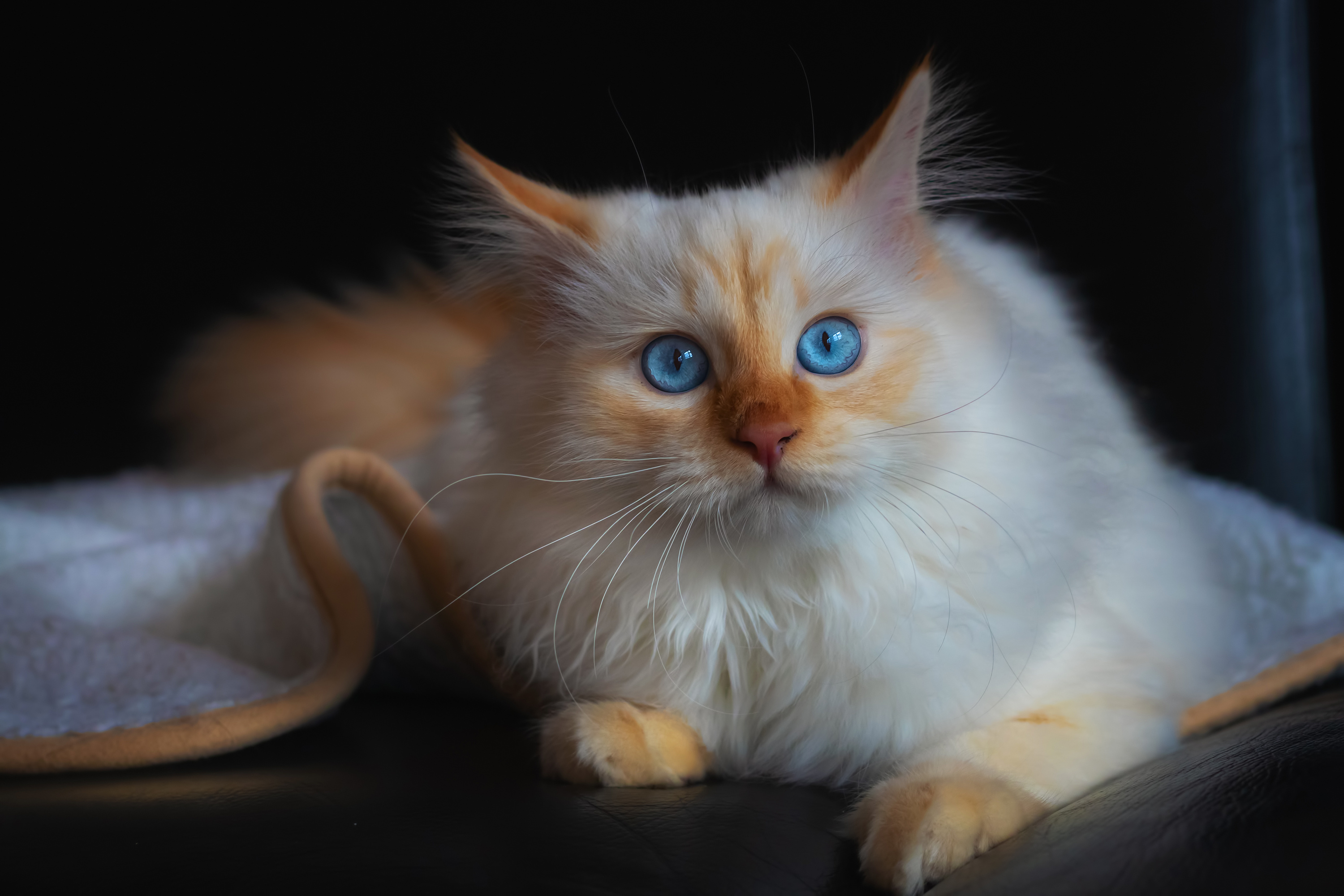 Рыжие пушистые коты с голубыми глазами