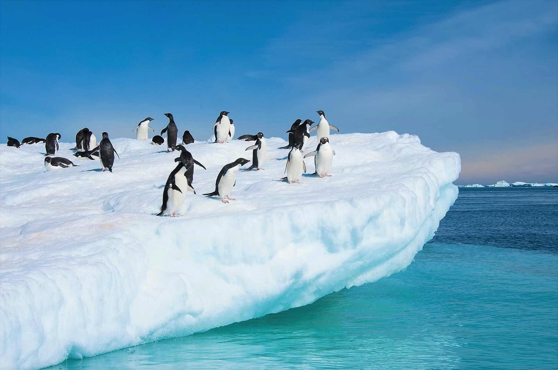 427082 Bild herunterladen tiere, pinguin, adelie pinguin, antarktis, vogel, schnee, vögel - Hintergrundbilder und Bildschirmschoner kostenlos