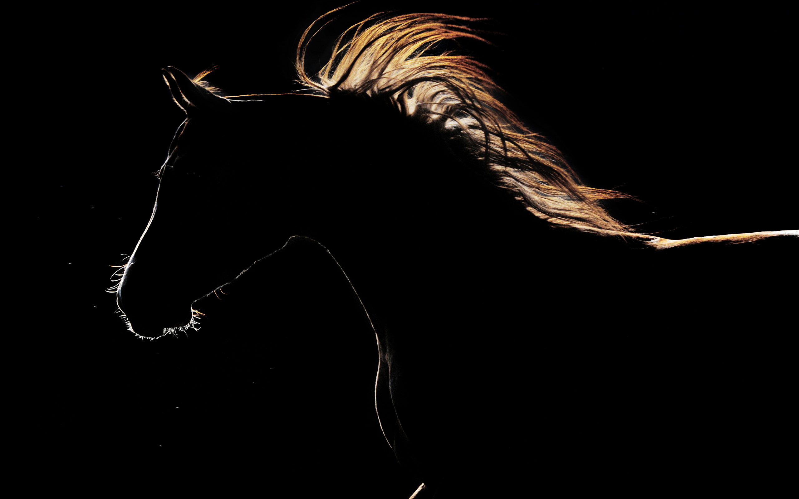 Картина конь на черном фоне