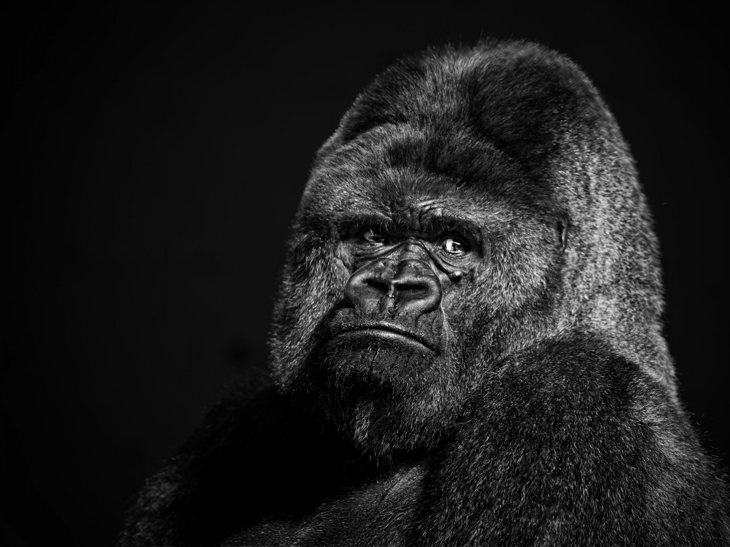 gorilla, monkeys, animal Smartphone Background