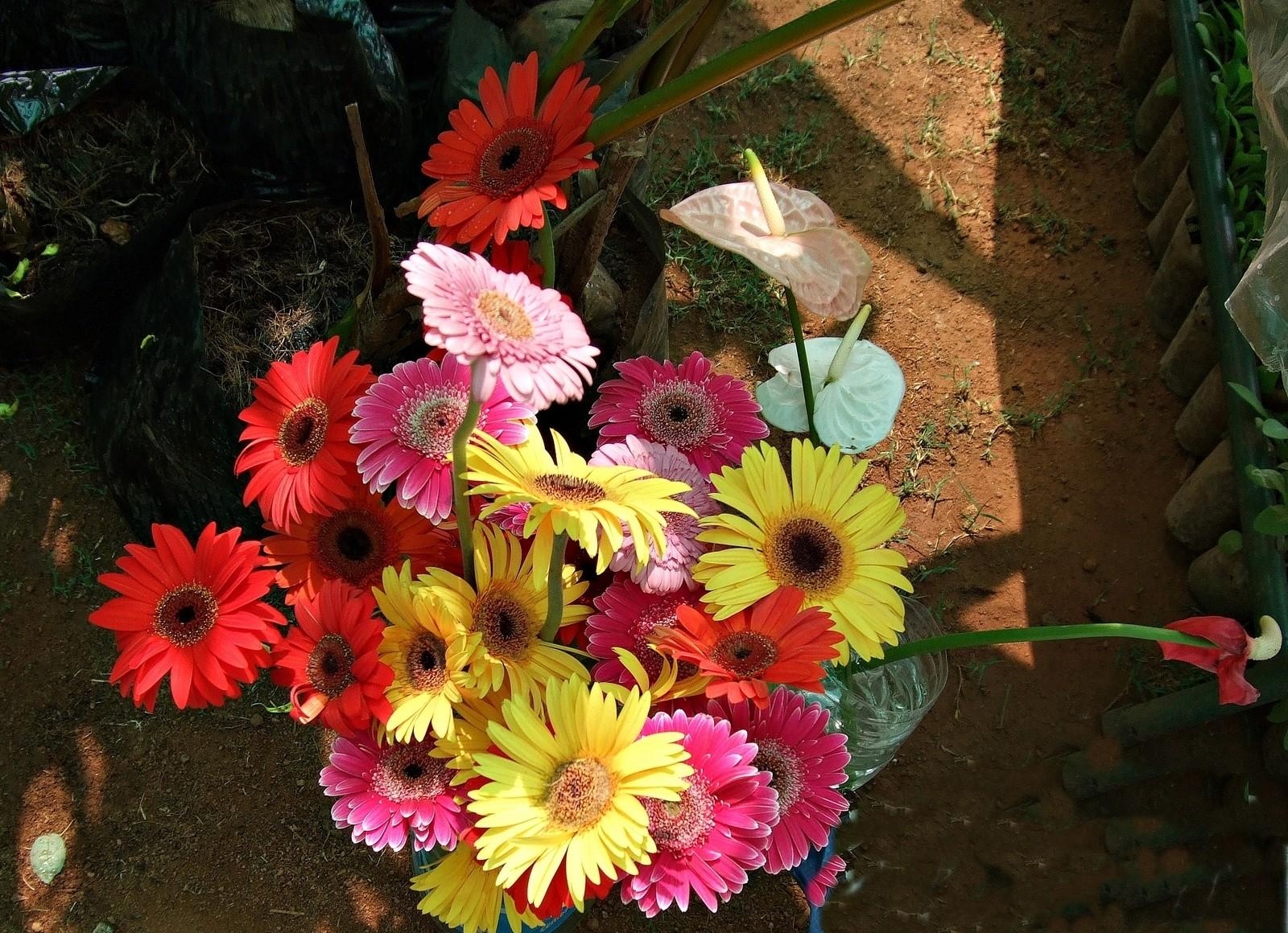 HD Gerberas Android Images