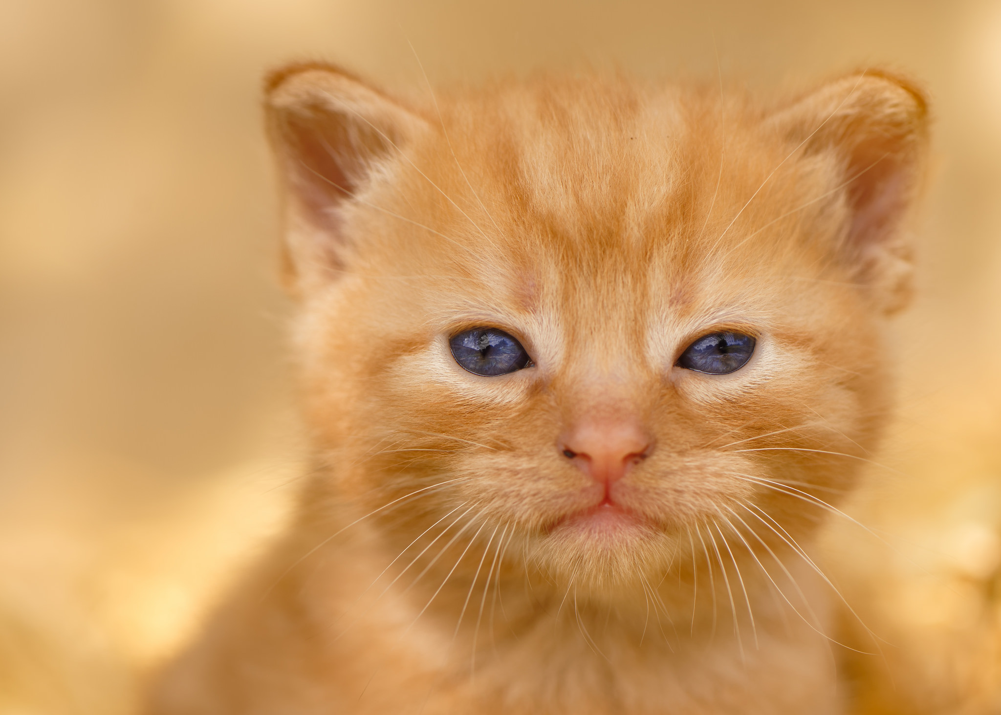 Мордочка рыжего котенка