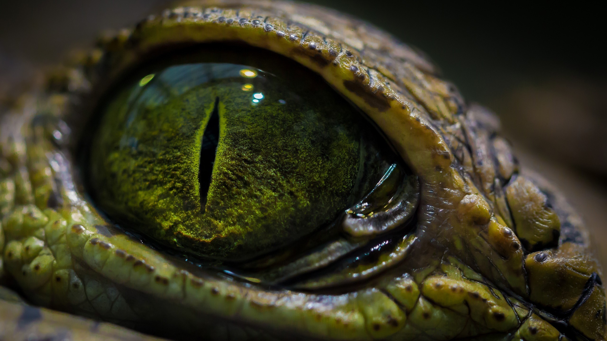 Глаз рептилии