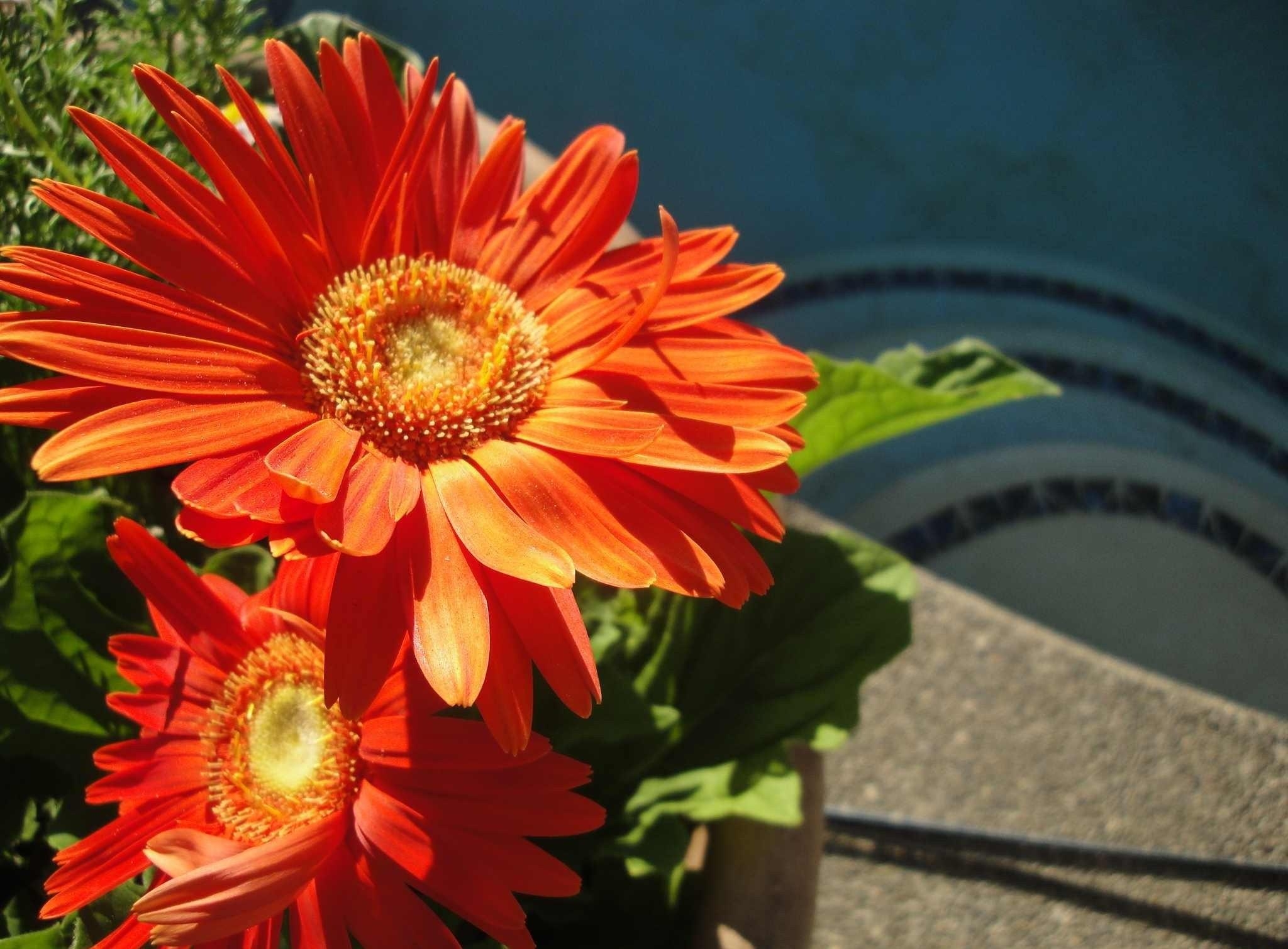 Download mobile wallpaper Flowers, Flowerbed, Flower Bed, Sunny, Gerberas, Pair, Couple for free.
