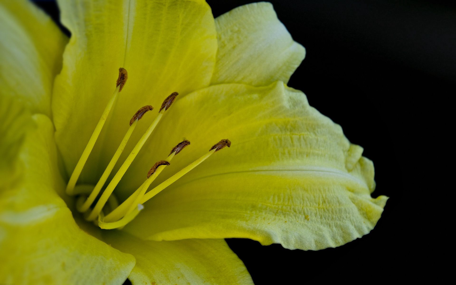 110936 descargar fondo de pantalla amarillo, flor, macro, lirio, azucena: protectores de pantalla e imágenes gratis