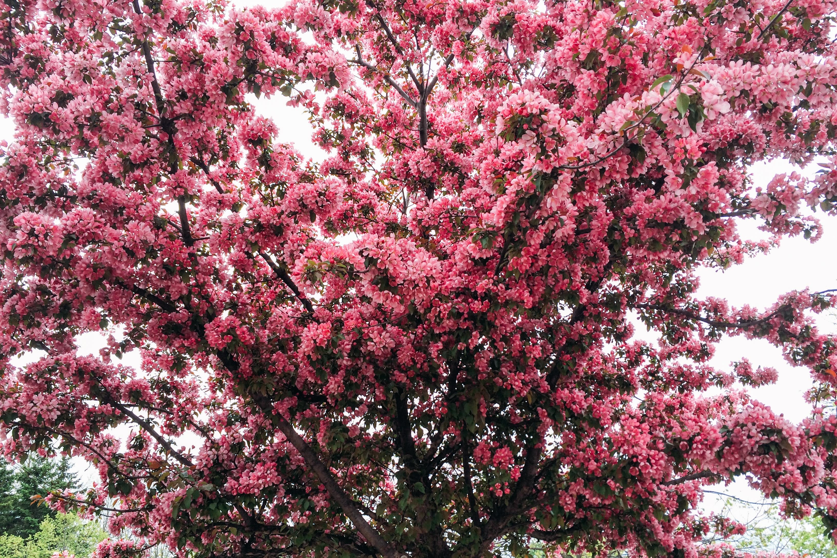 105062壁紙のダウンロード春, フラワーズ, 木, チェリー, 木材, 咲く, 開花-スクリーンセーバーと写真を無料で