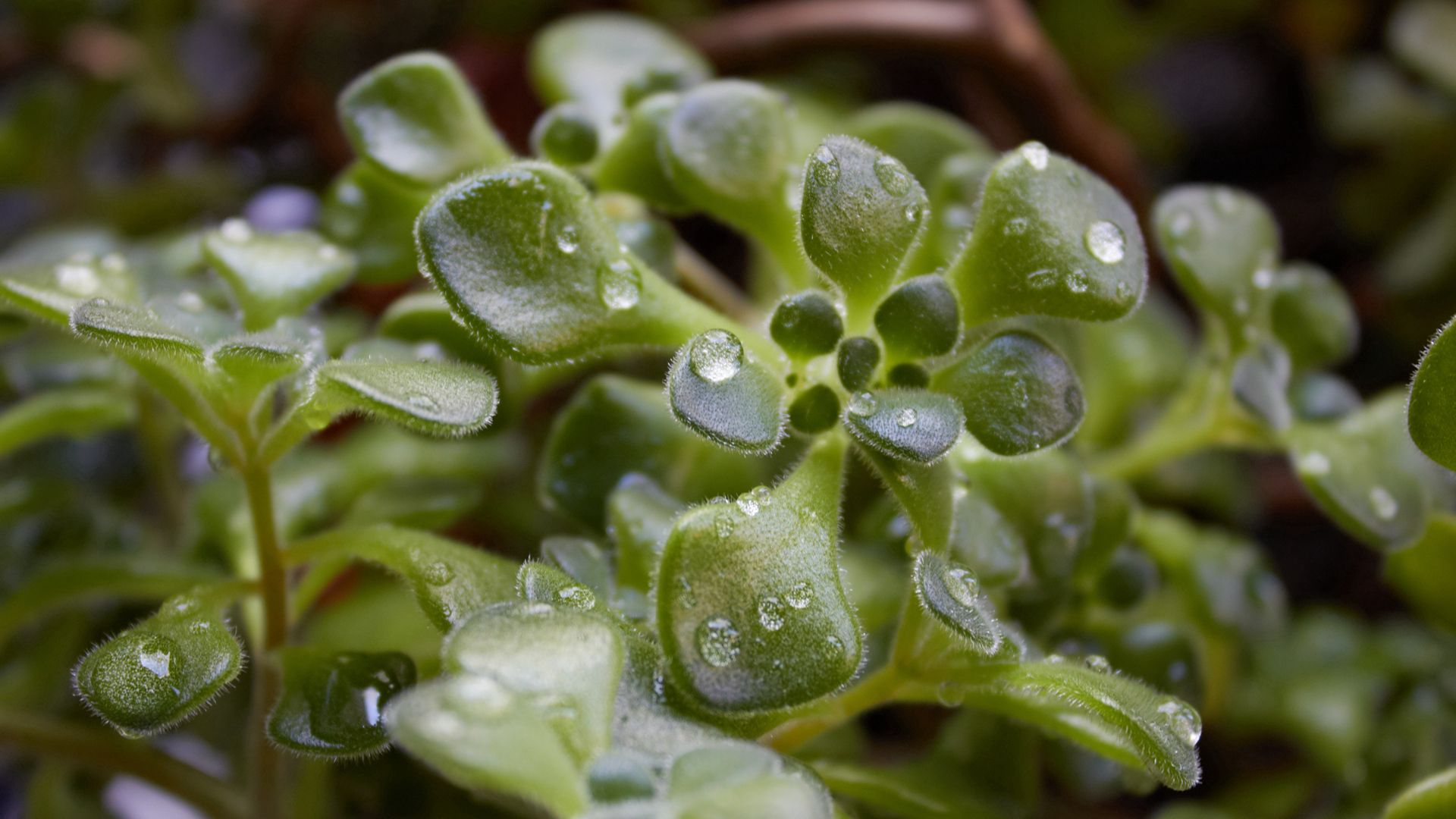 Download mobile wallpaper Macro, Dew, Grass, Plant, Drops for free.