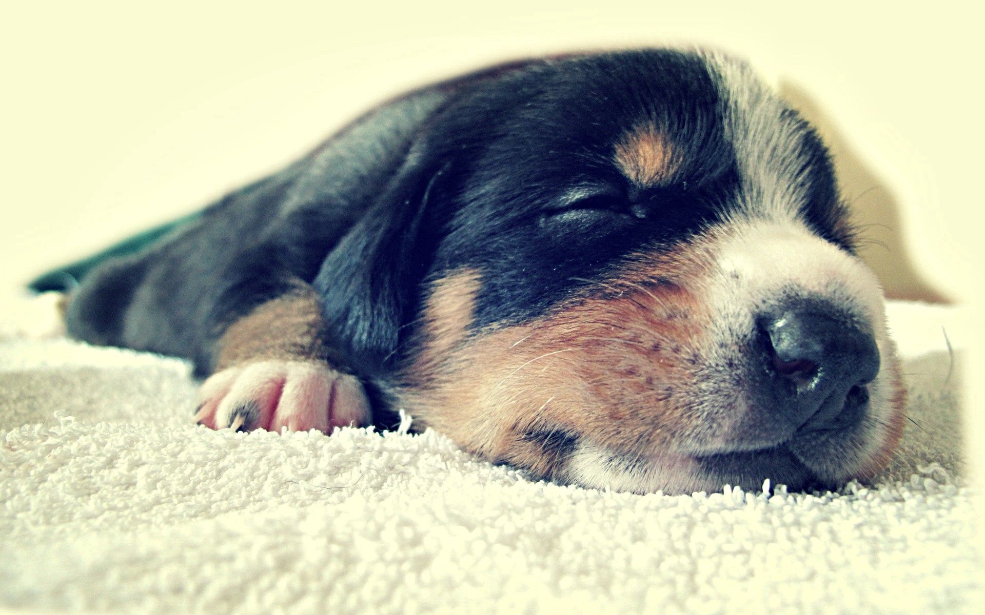 animals, muzzle, spotted, spotty, puppy, sleep, dream High Definition image
