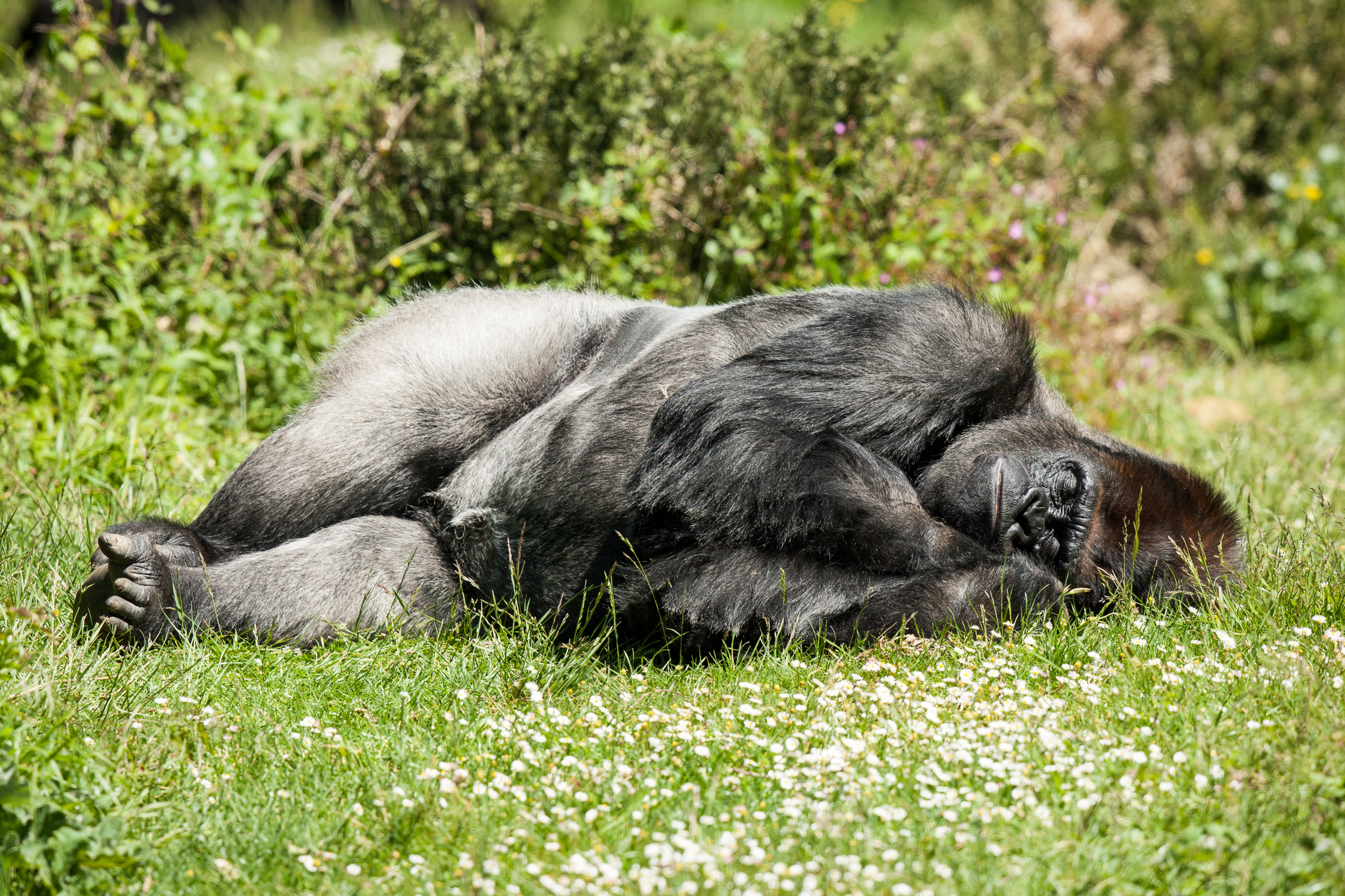 383877 Hintergrundbild herunterladen tiere, gorilla, primas, schlafen, affen - Bildschirmschoner und Bilder kostenlos