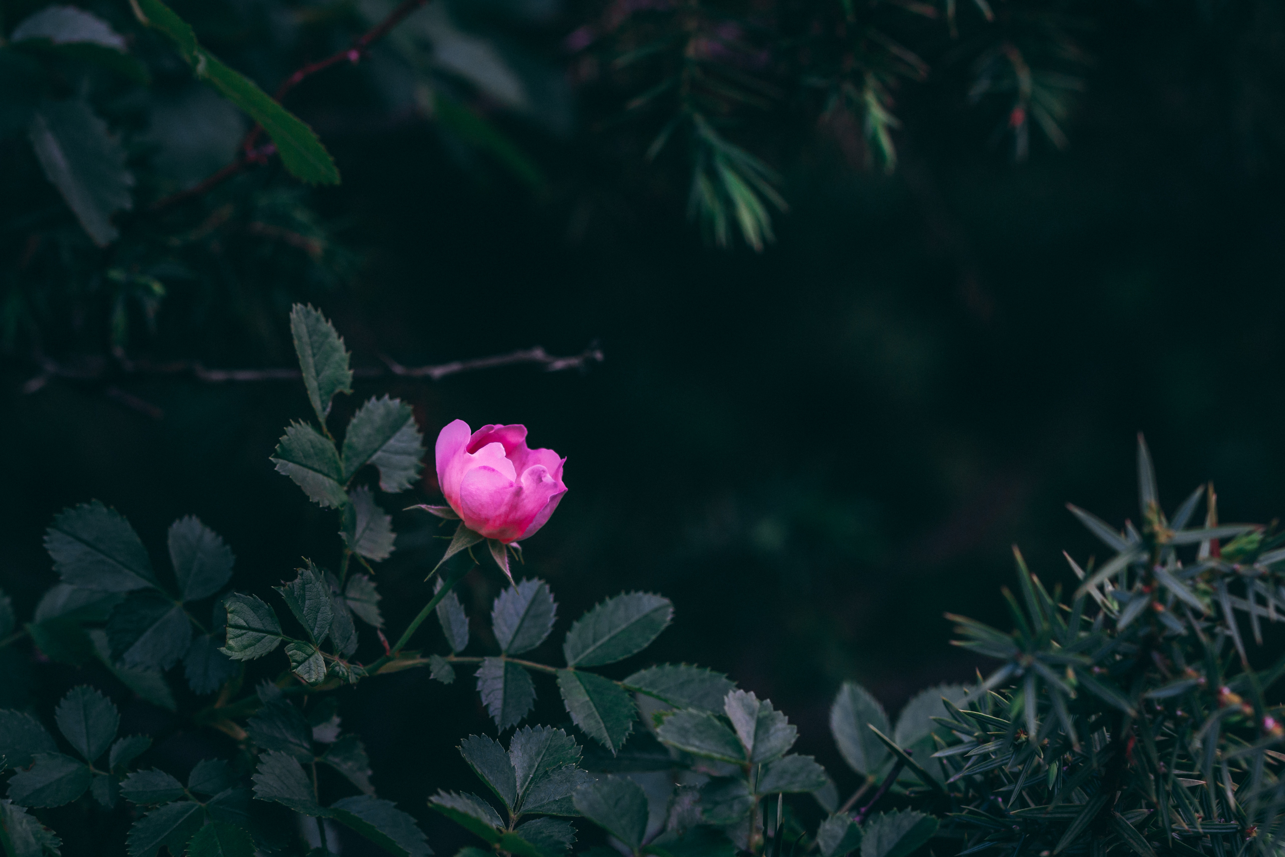 bush, flowers, leaves, pink, rose flower, rose, garden cellphone