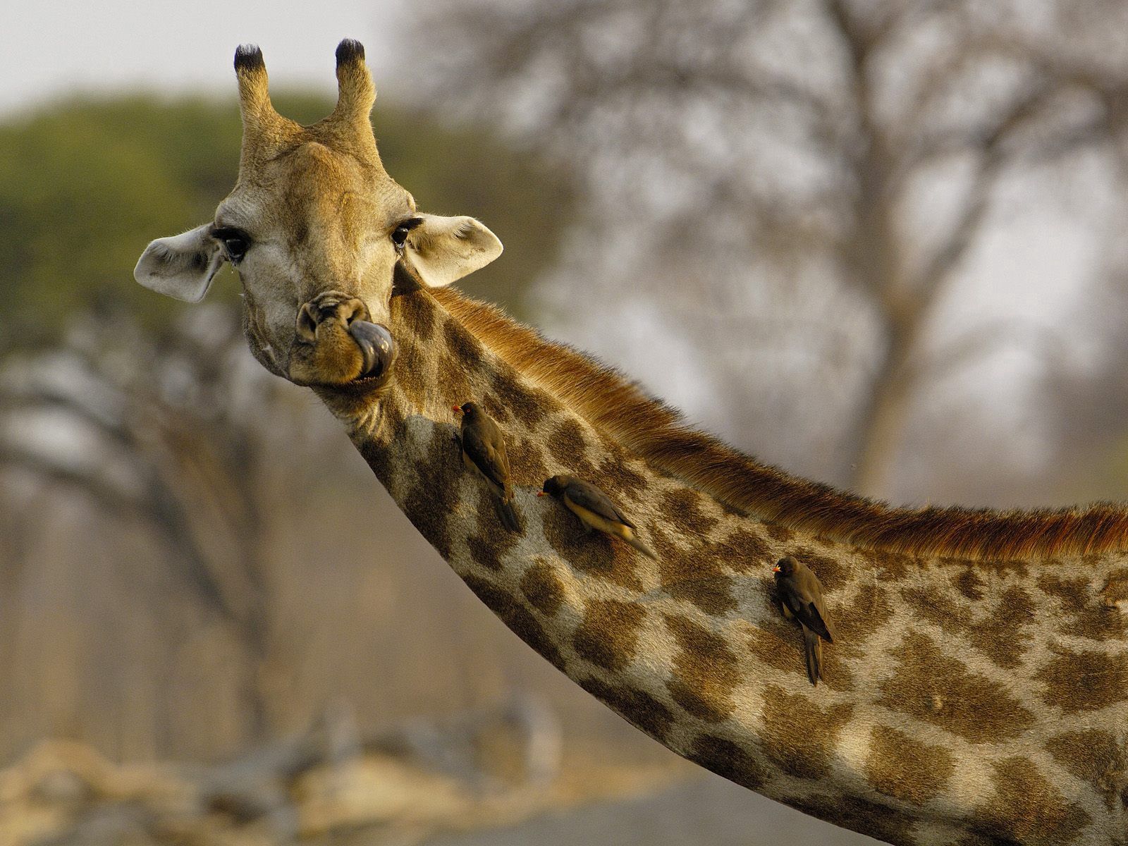 Laden Sie das Gefleckt, Fleckig, Kopf, Tiere, Giraffe, Vögel-Bild kostenlos auf Ihren PC-Desktop herunter