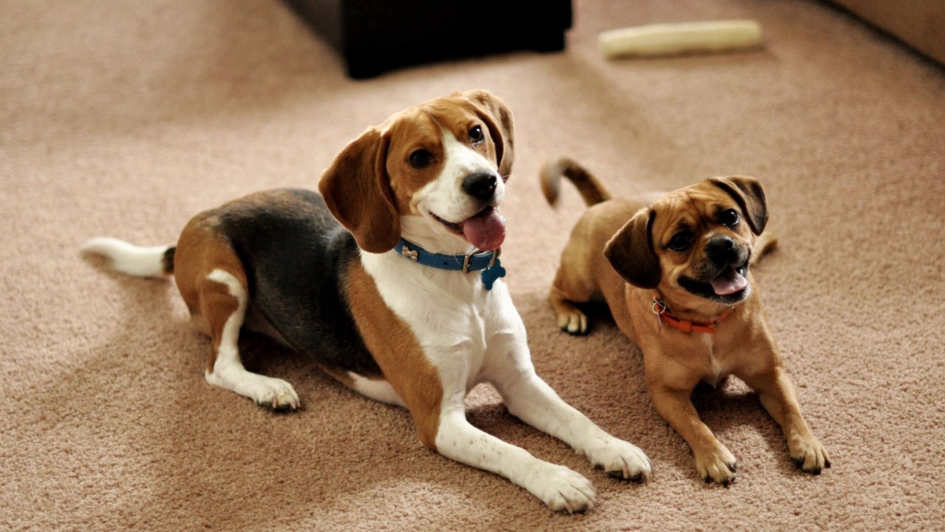 animals, dogs, sit, couple, pair, puppies, expectation, waiting, beagle
