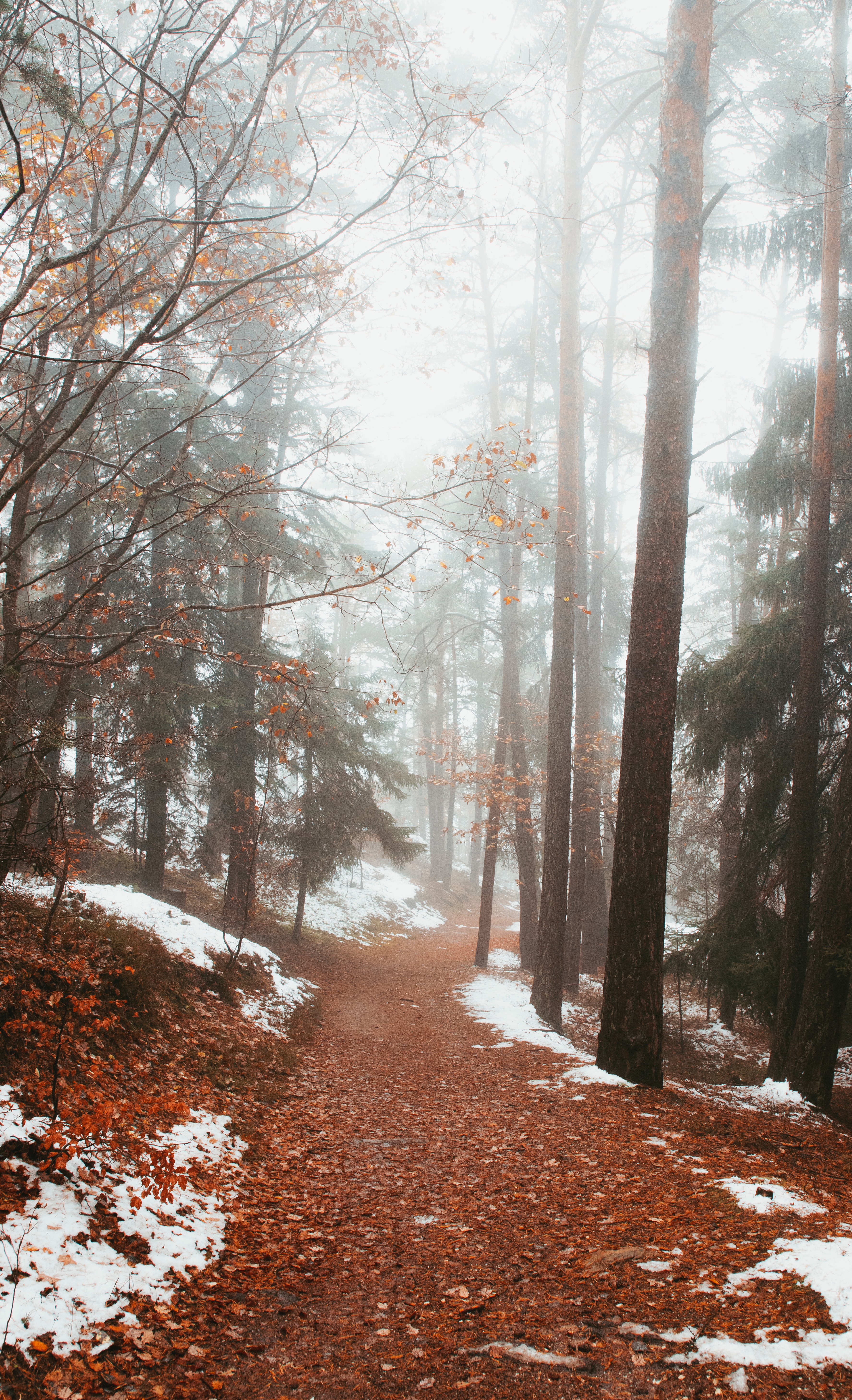 Download mobile wallpaper Fog, Trees, Nature, Path, Forest, Snow for free.