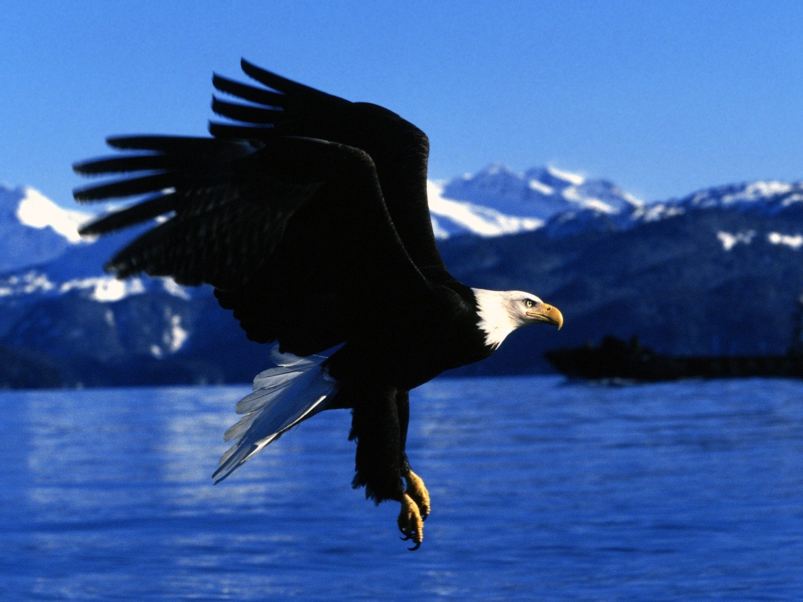 eagles, animals, birds, blue HD wallpaper