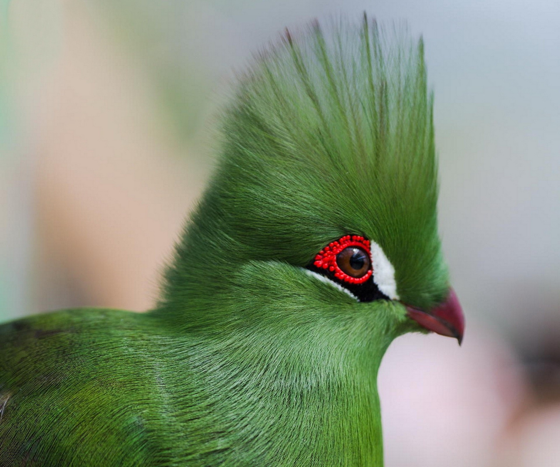 bird, guinea's turako, animals, eyes, profile, bright color, guinean turaco