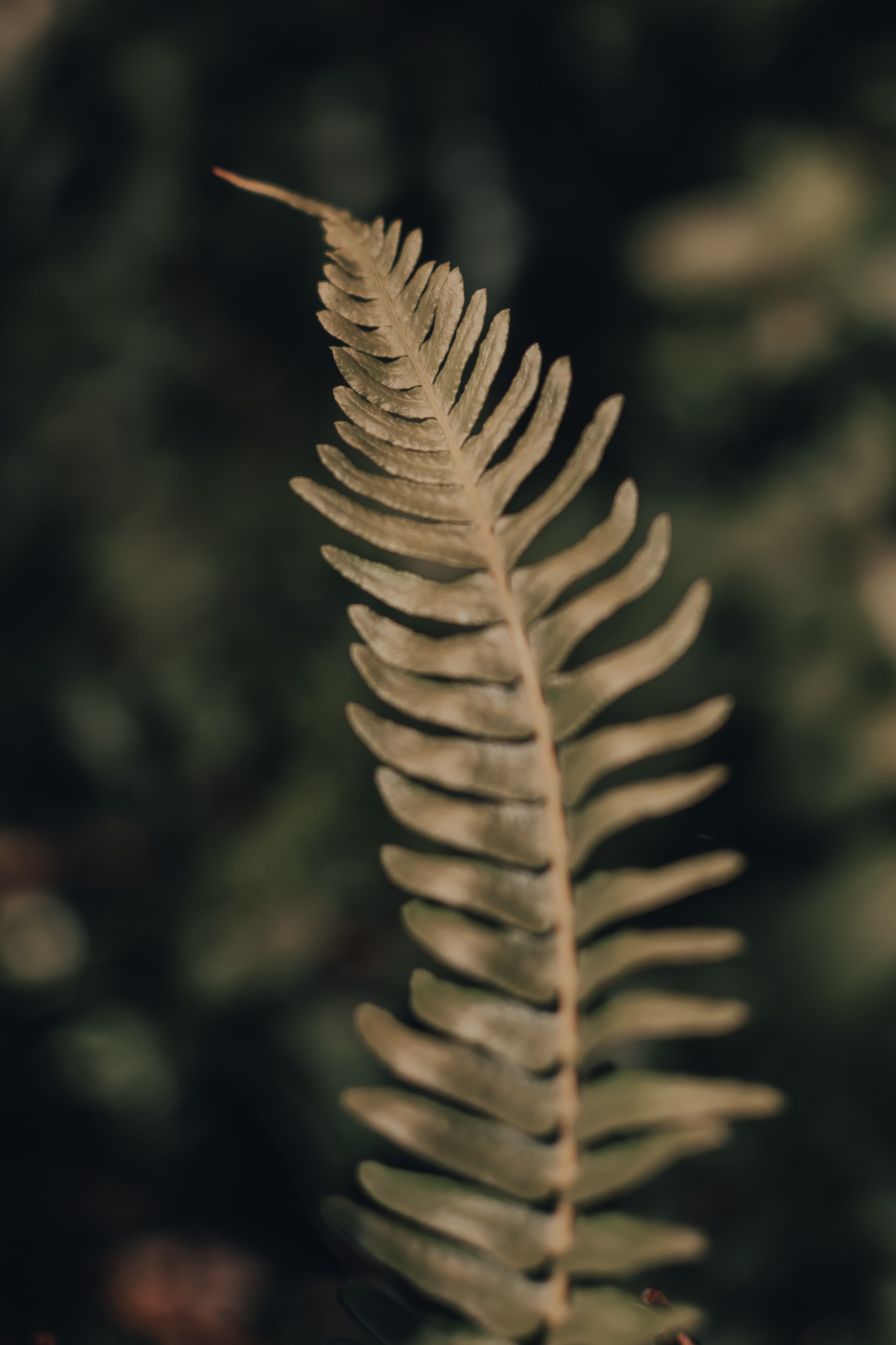 macro, plant, fern, close up, leaflet Smartphone Background