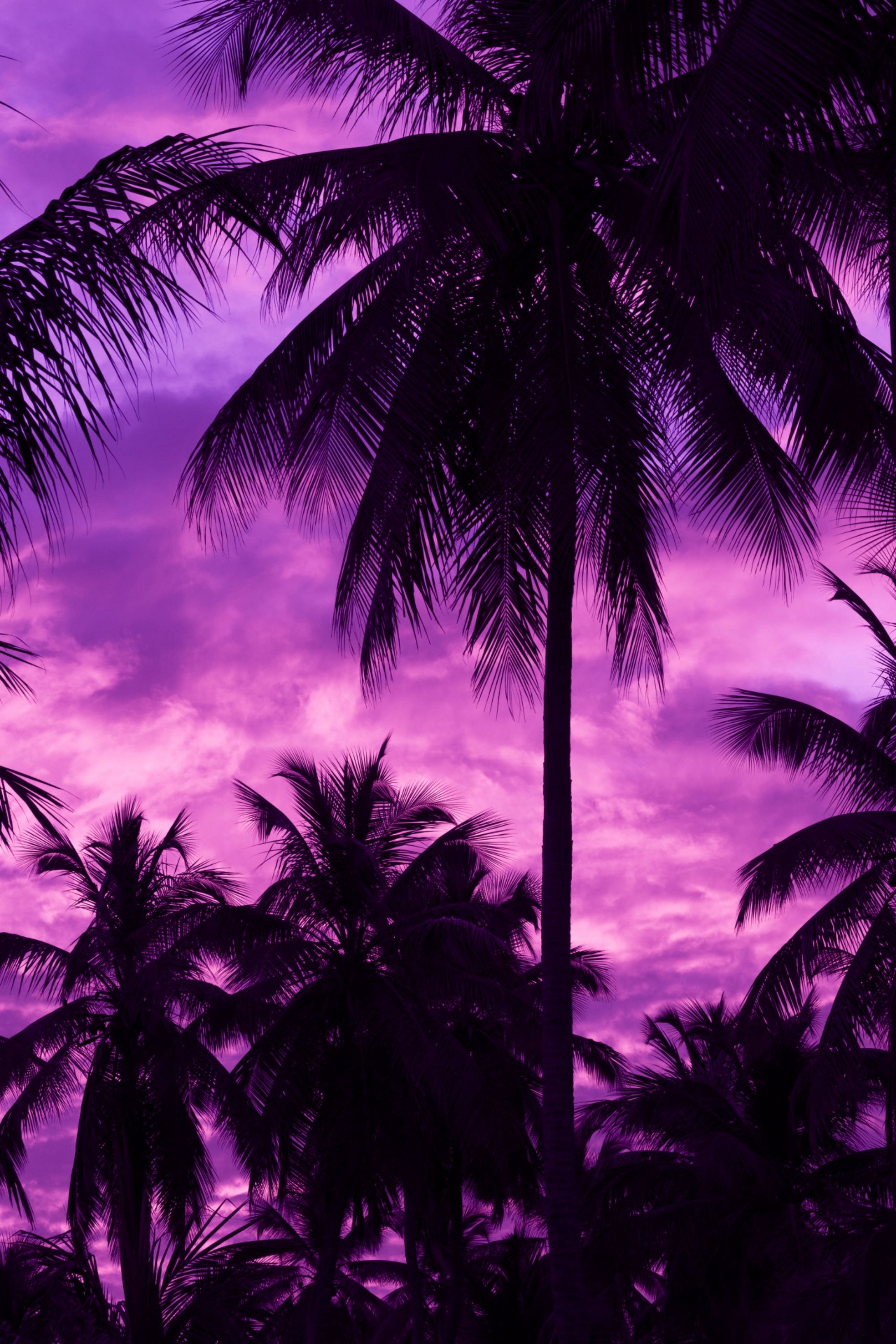 137401 скачать обои темные, фиолетовый, закат, тропики, пальмы, небо - заставки и картинки бесплатно