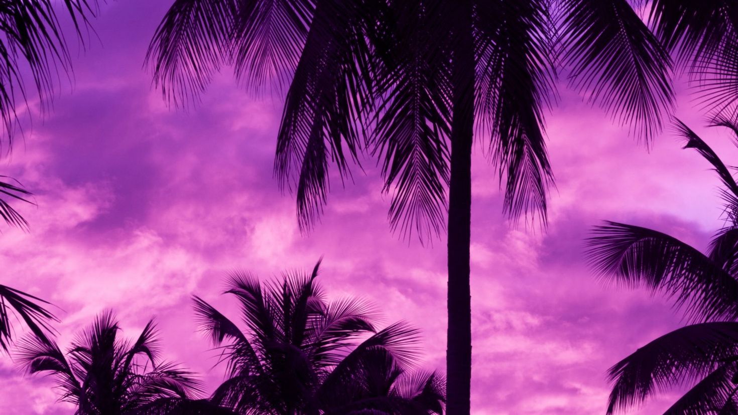 Пурпурная Пальма