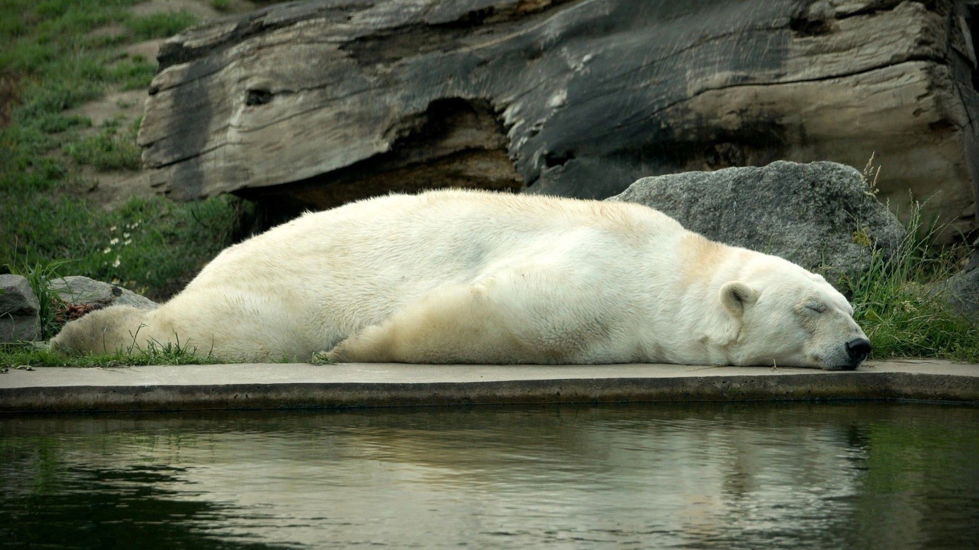 143865画像をダウンロードホッキョクグマ, 嘘, 動物, 水, 横になります, くま, 熊, 睡眠, 夢, 北極熊-壁紙とスクリーンセーバーを無料で