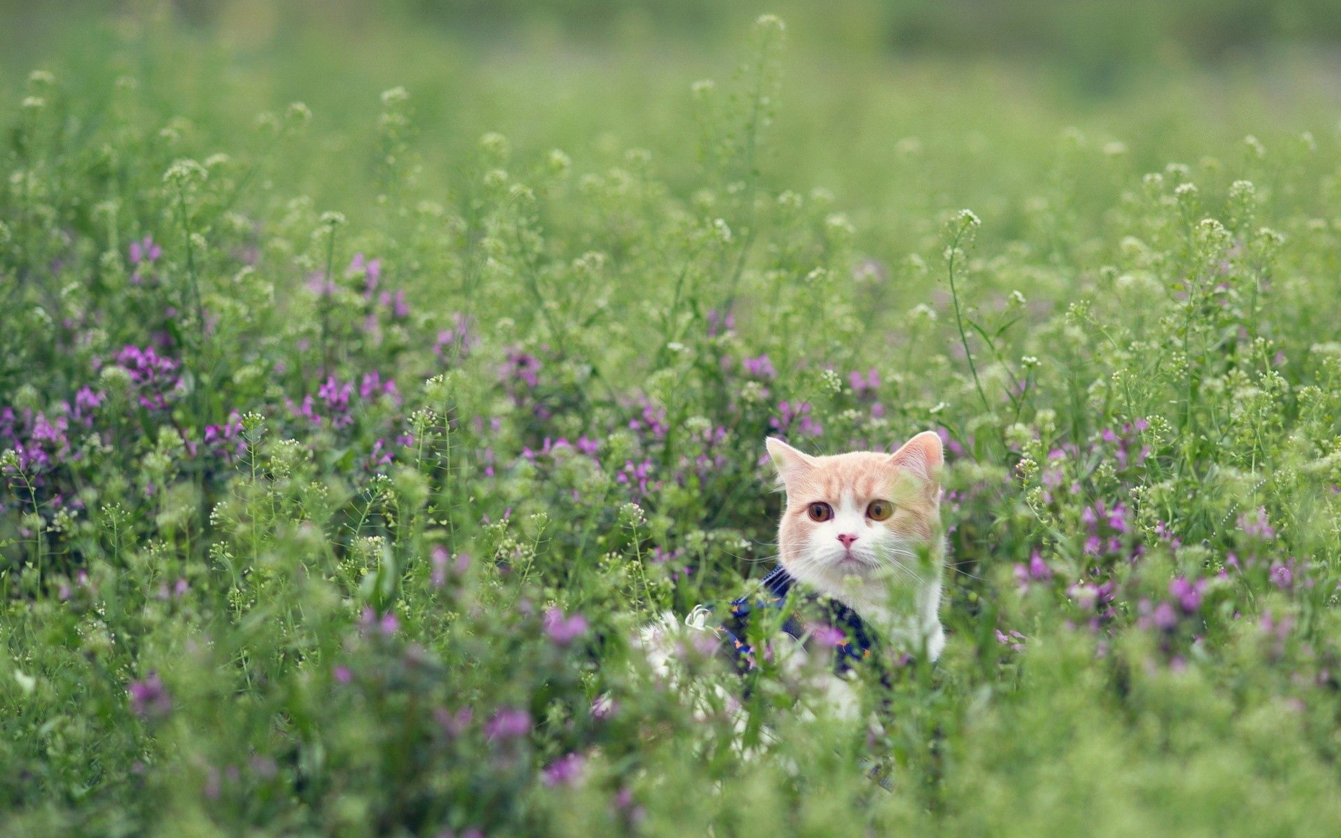 無料モバイル壁紙猫, 草, のぞき見, 覗いて, 動物, ネコをダウンロードします。