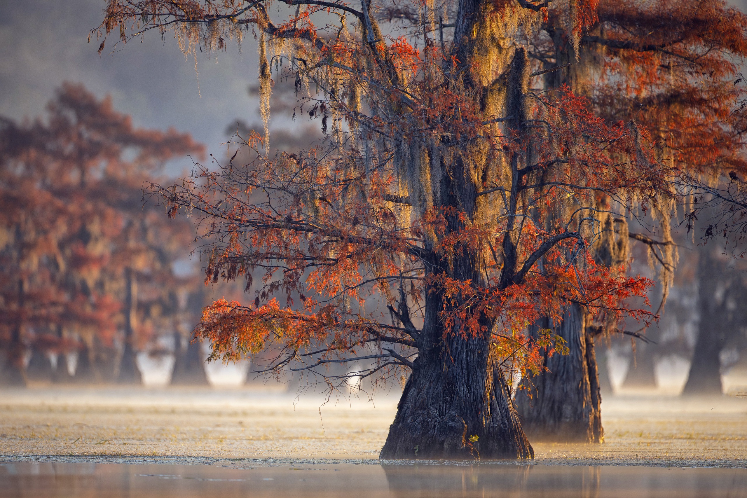 Осень дерево в тумане Эстетика