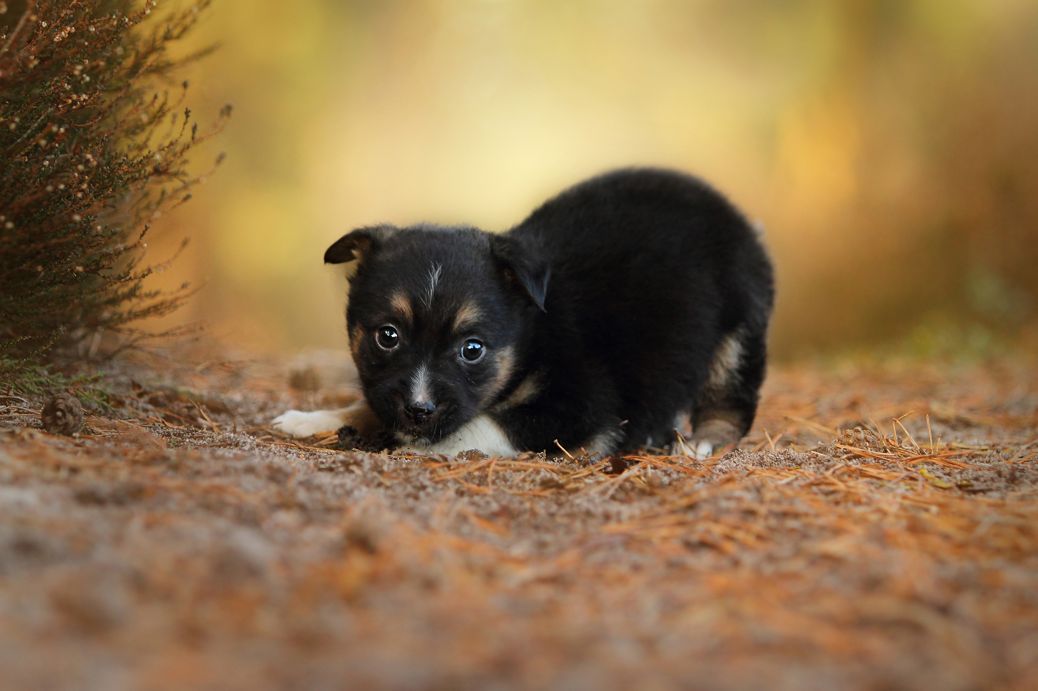 Handy-Wallpaper Hund, Sicht, Meinung, Grass, Hündchen, Welpen, Tiere kostenlos herunterladen.