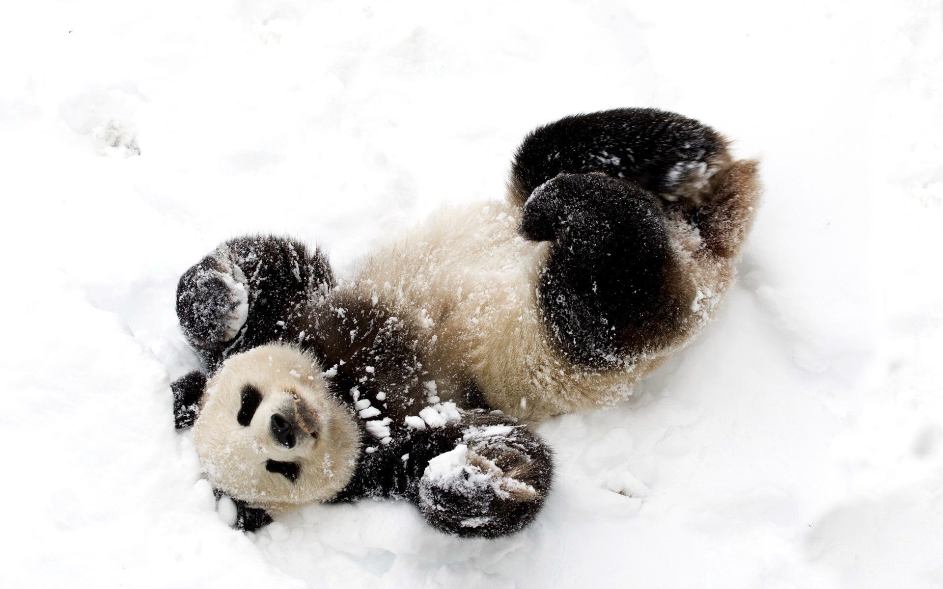 Free download wallpaper Spotted, Spotty, Bamboo Bear, Playful, Snow, Animals, Panda on your PC desktop
