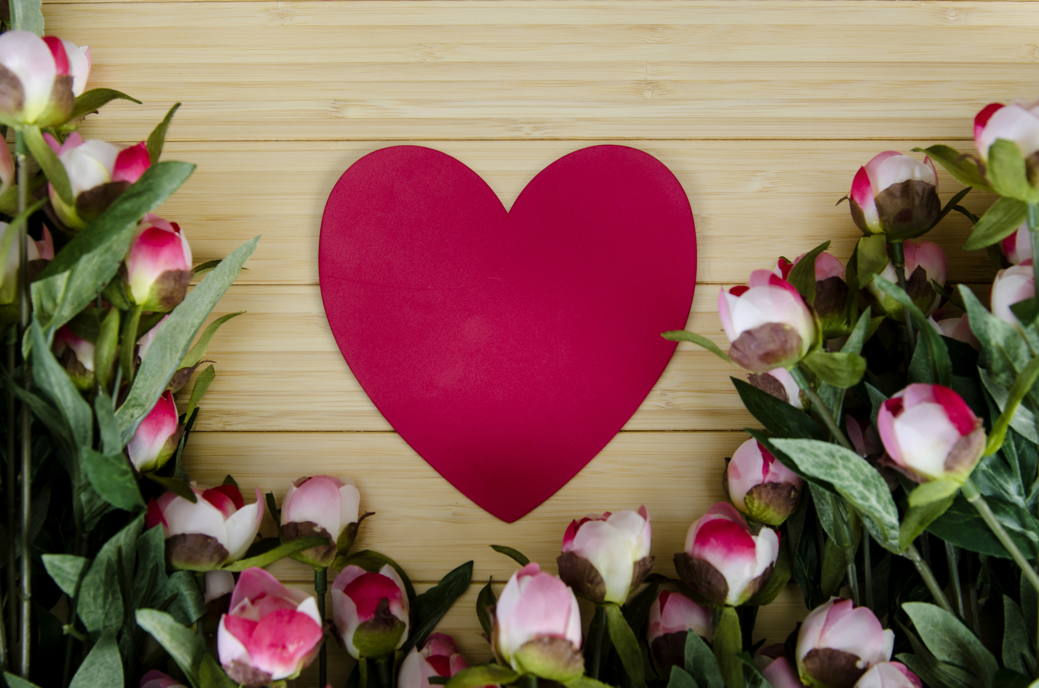 773950 baixar papel de parede fotografia, amor, flor, coração, peônia, flor rosa, romântico - protetores de tela e imagens gratuitamente