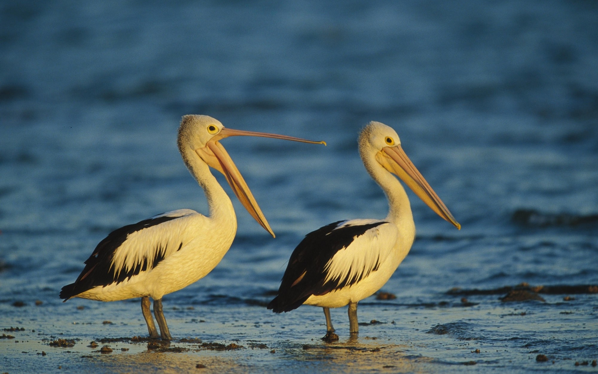 Laden Sie das Pelikane, Tiere, Vögel-Bild kostenlos auf Ihren PC-Desktop herunter