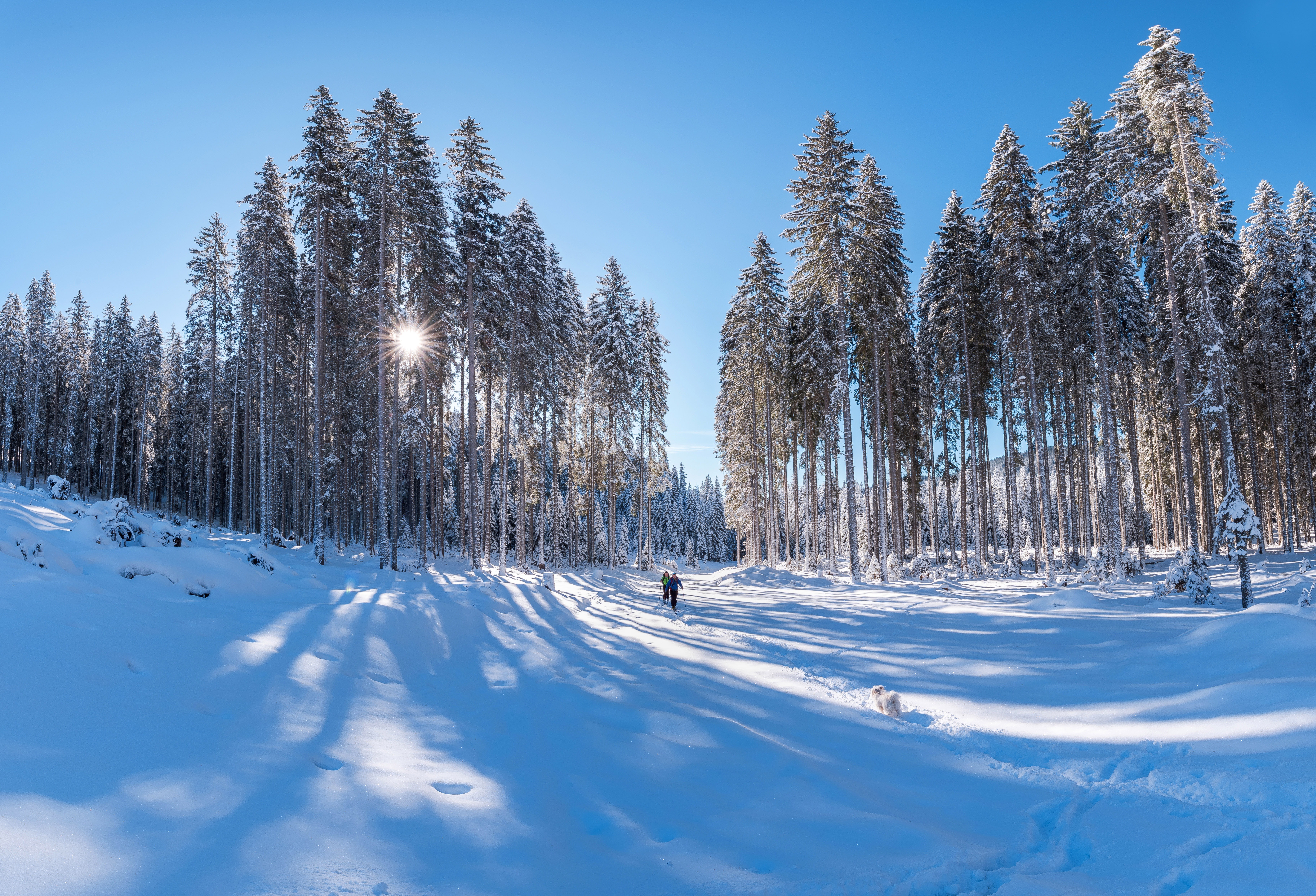 photography, winter, forest, ski, snow HD wallpaper