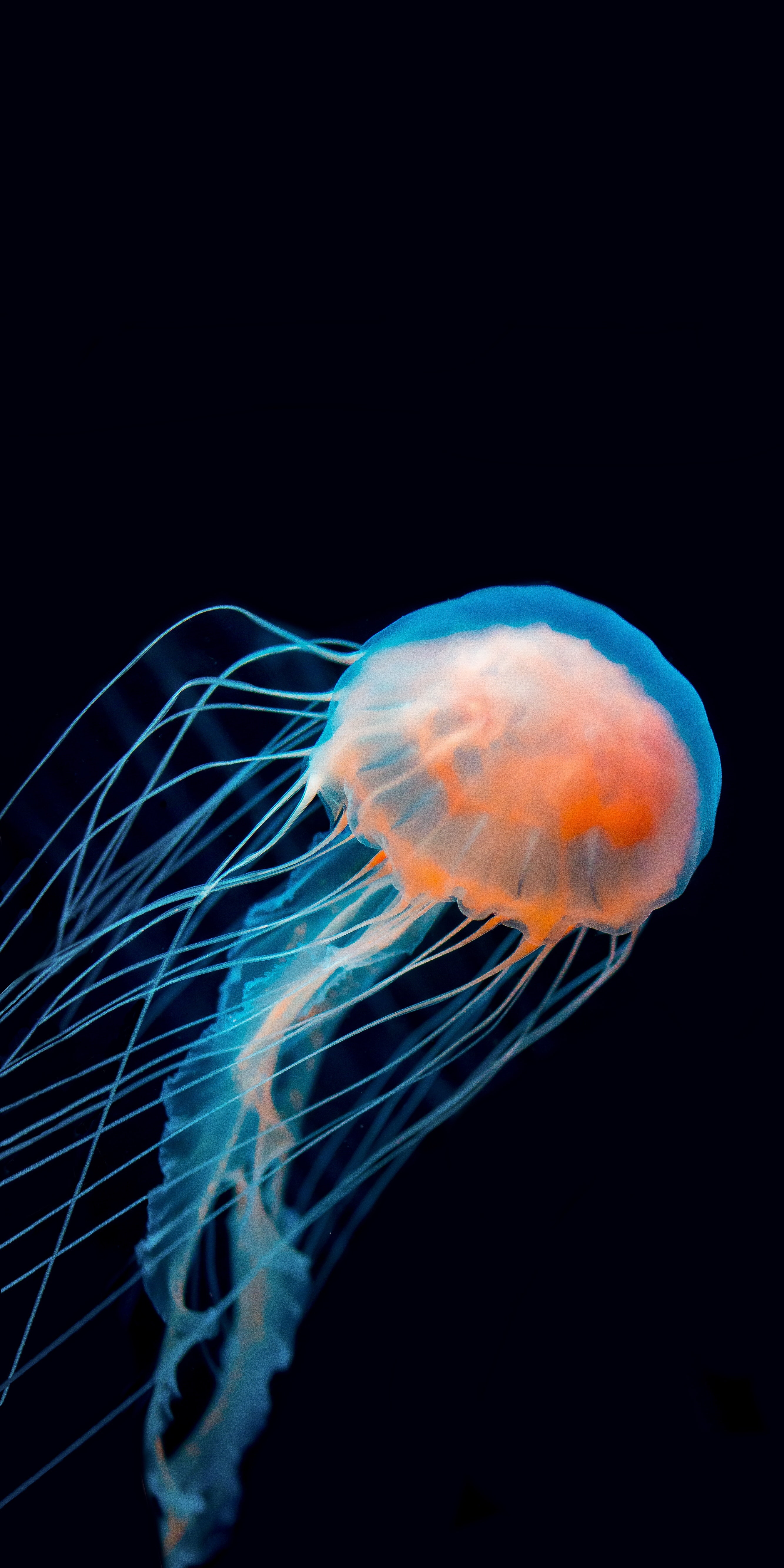 Free HD jellyfish, animals, dark, underwater world, tentacle