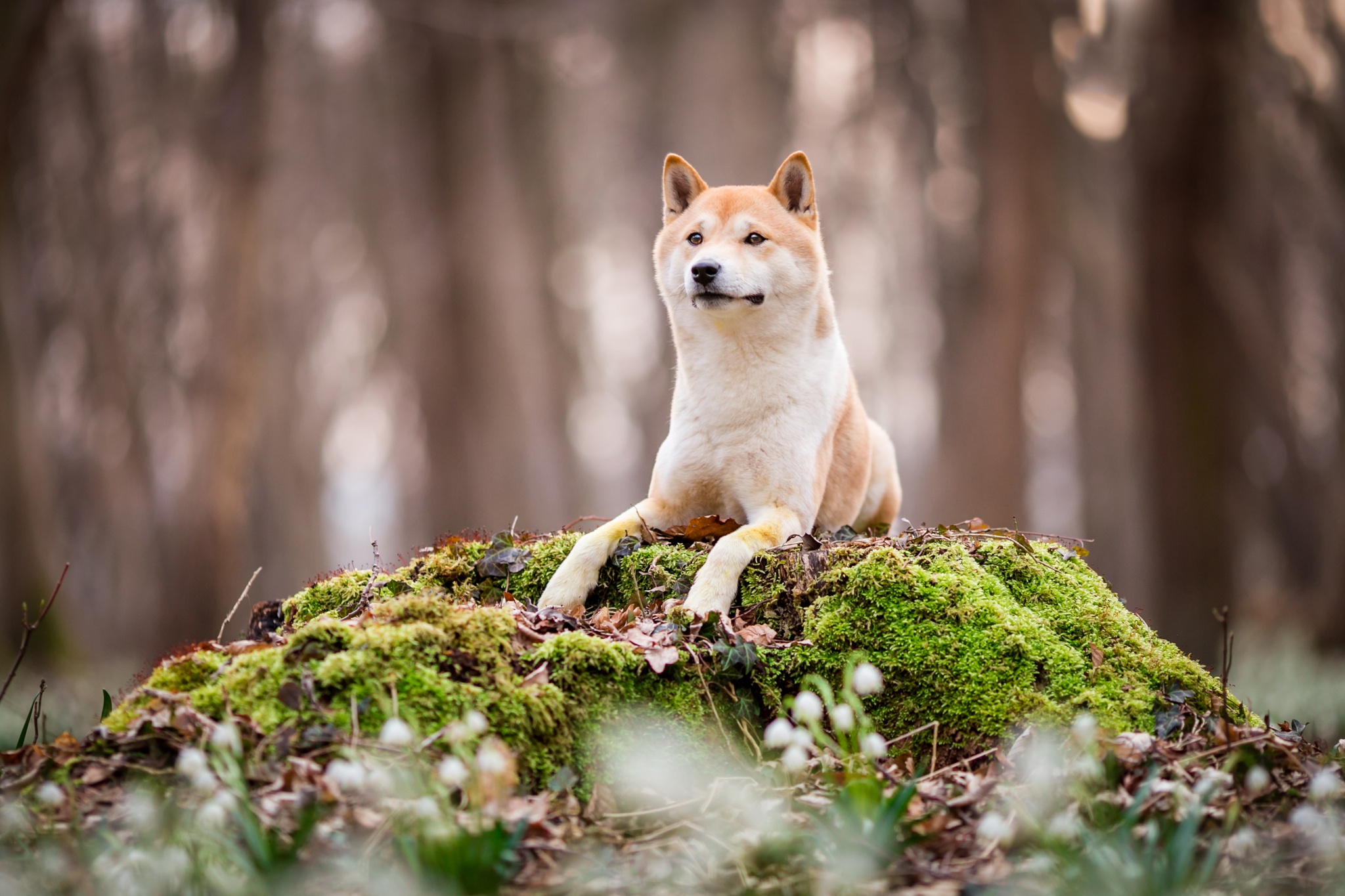 Shiba Inu Wallpapers 42 images inside