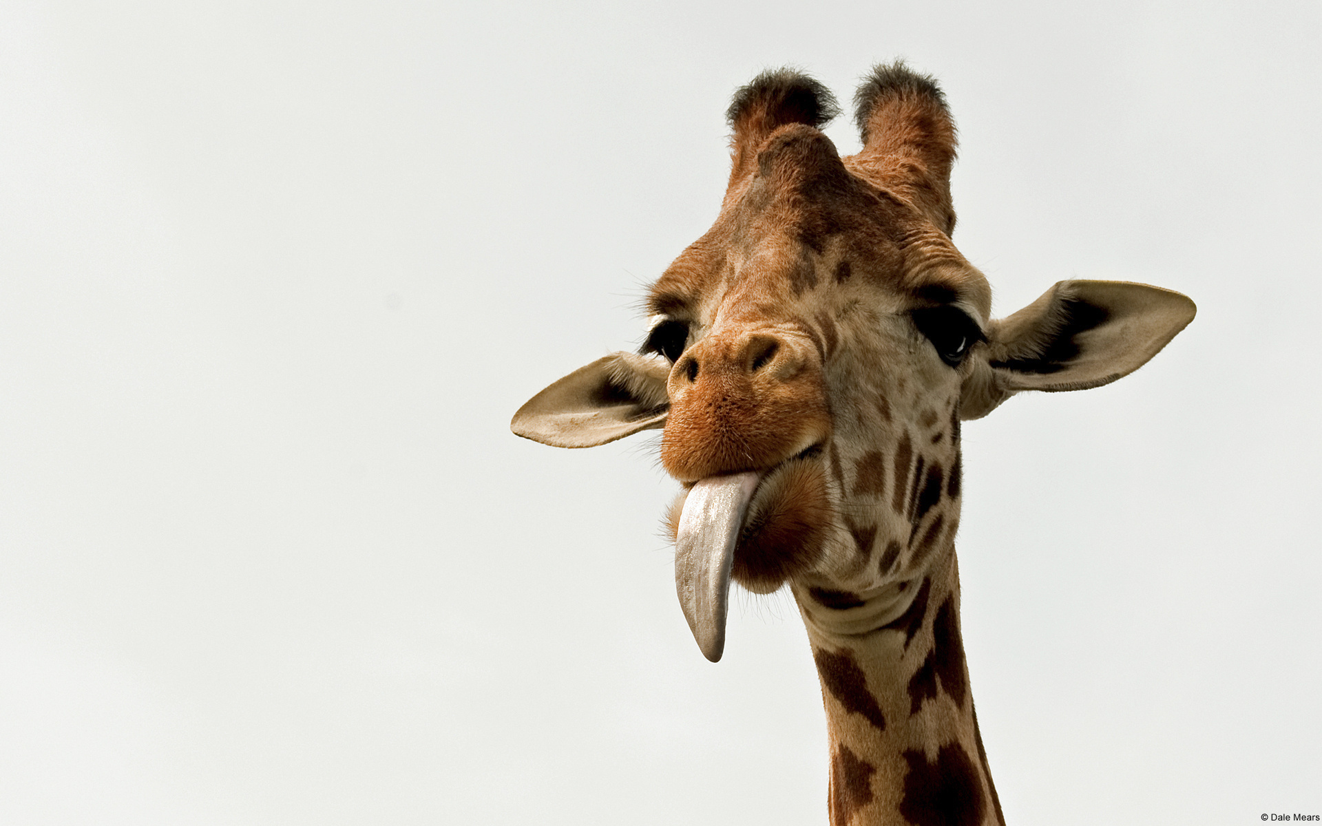 giraffe, animal 4K Ultra