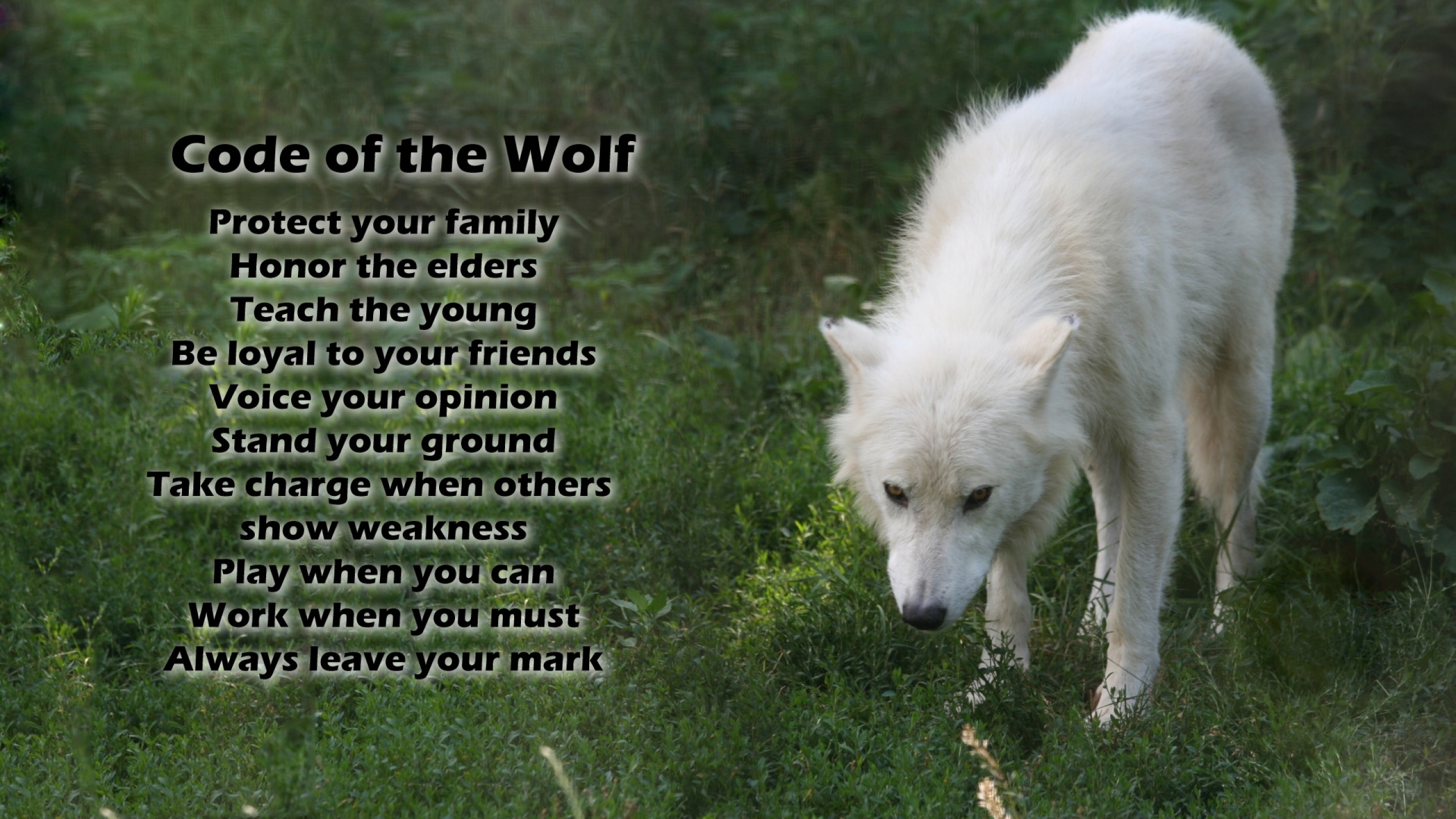 wolf, white wolf, animal, arctic wolf, word, wolves