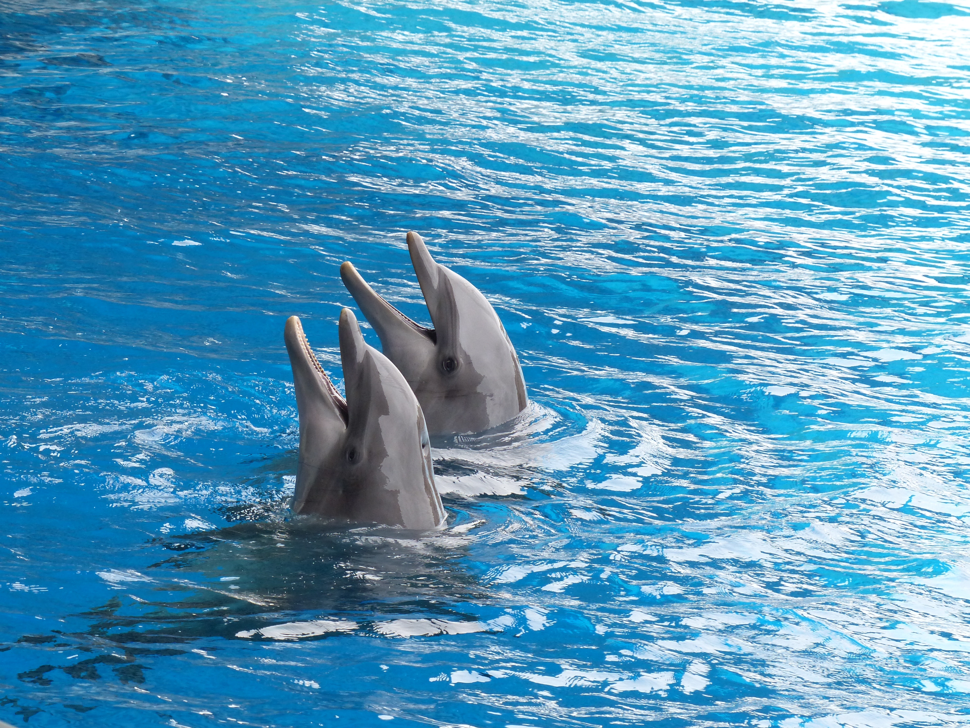 124076 Hintergrundbild herunterladen delfine, tiere, wasser, paar, duett - Bildschirmschoner und Bilder kostenlos