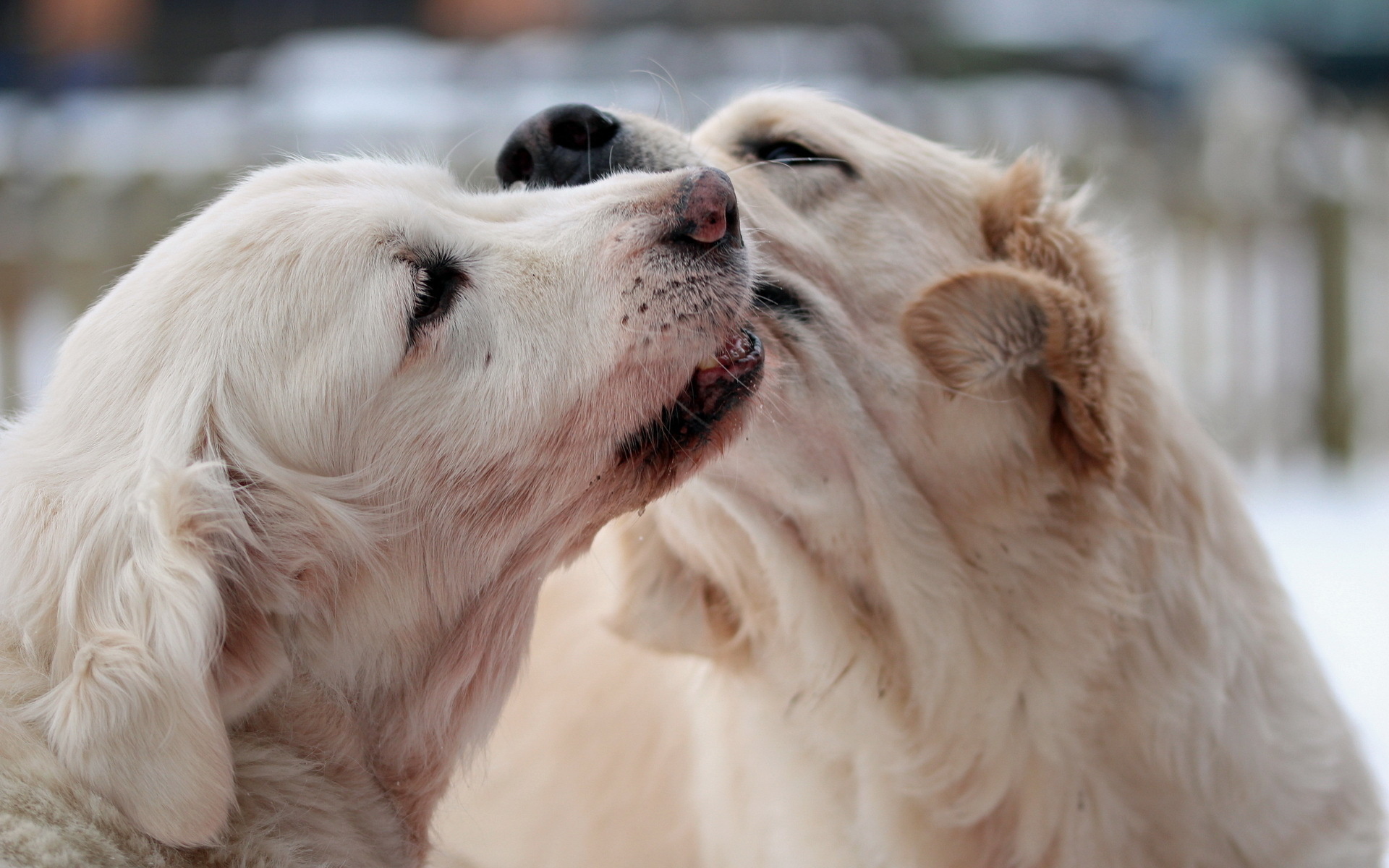 Собаки любовь