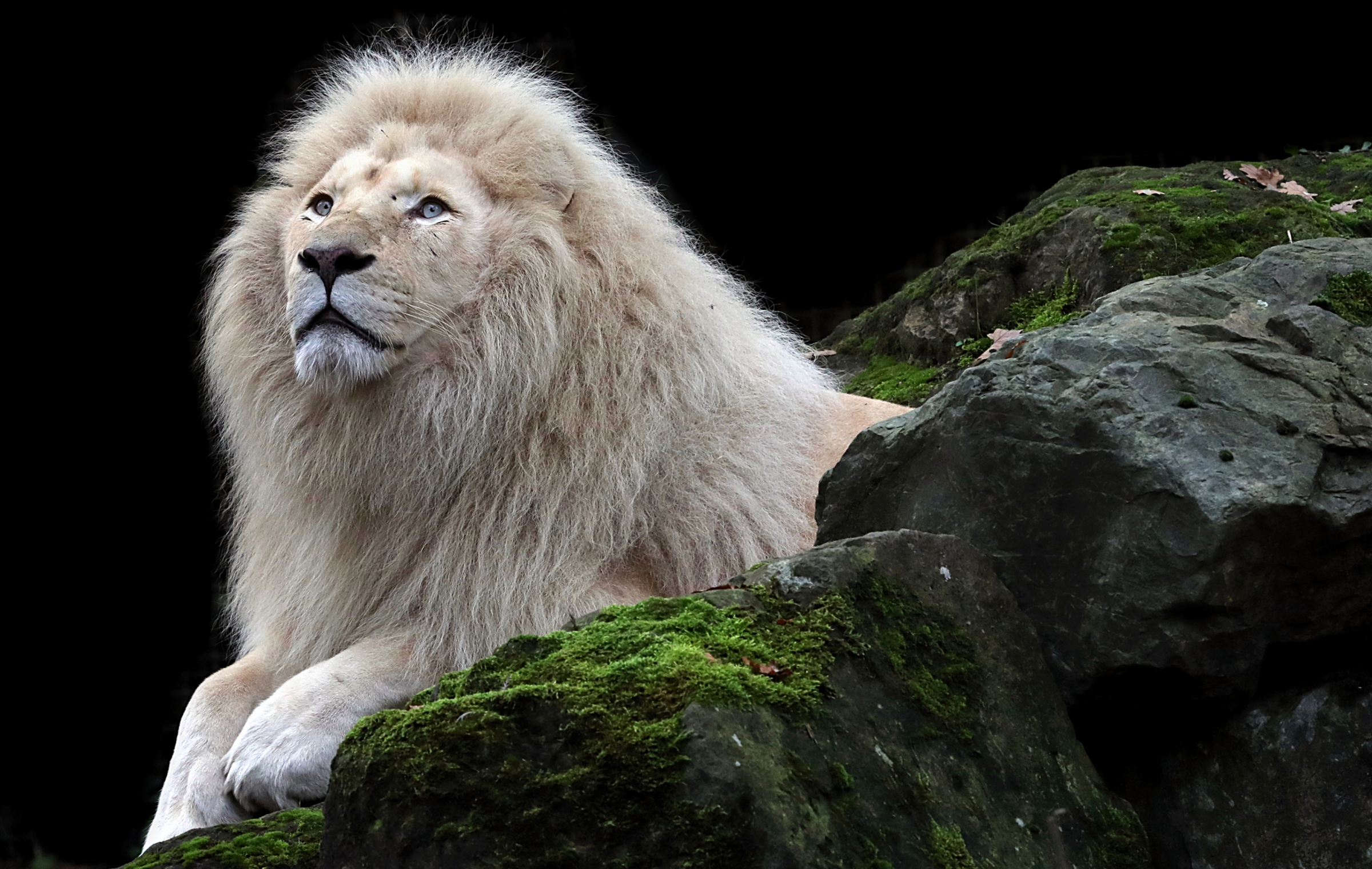 Free download and White Lion Wallpaper for backgroundBlack and White Lion  wallpaper 800x600 for your Desktop Mobile  Tablet  Explore 72 White  Lion Wallpaper  Lion White Background White Lion Background