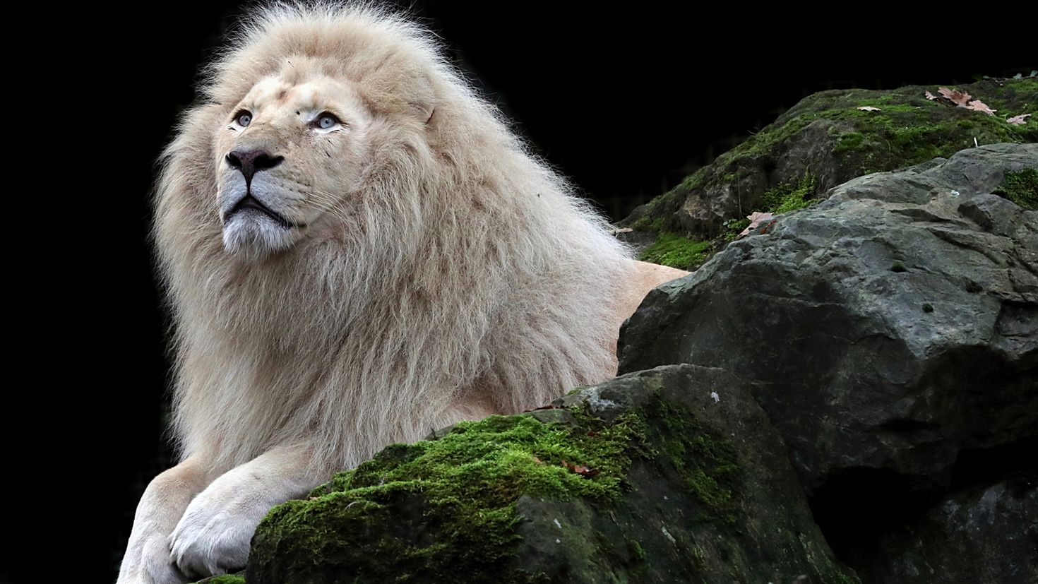 White lion