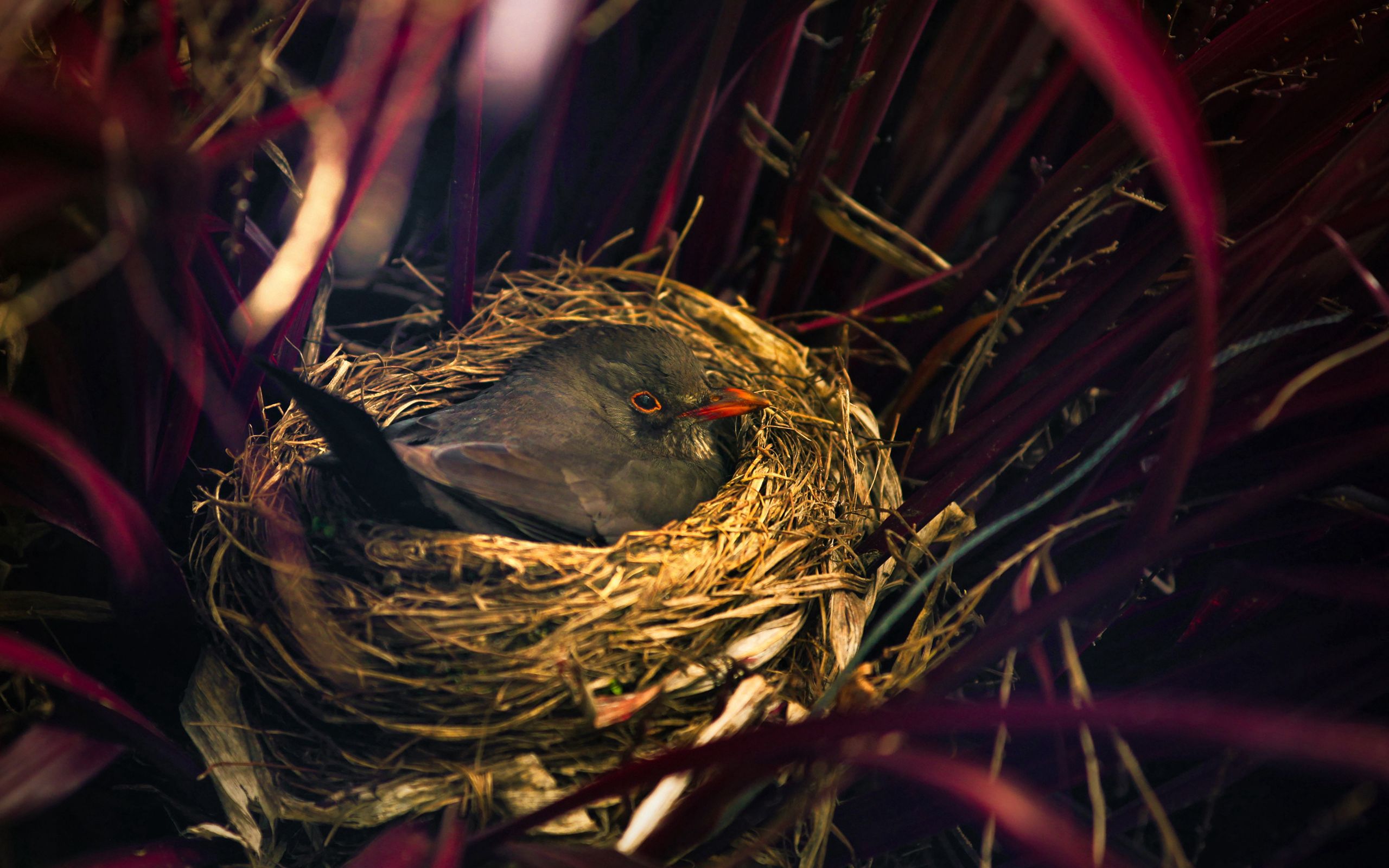 animals, grass, bird, sit, nest Smartphone Background