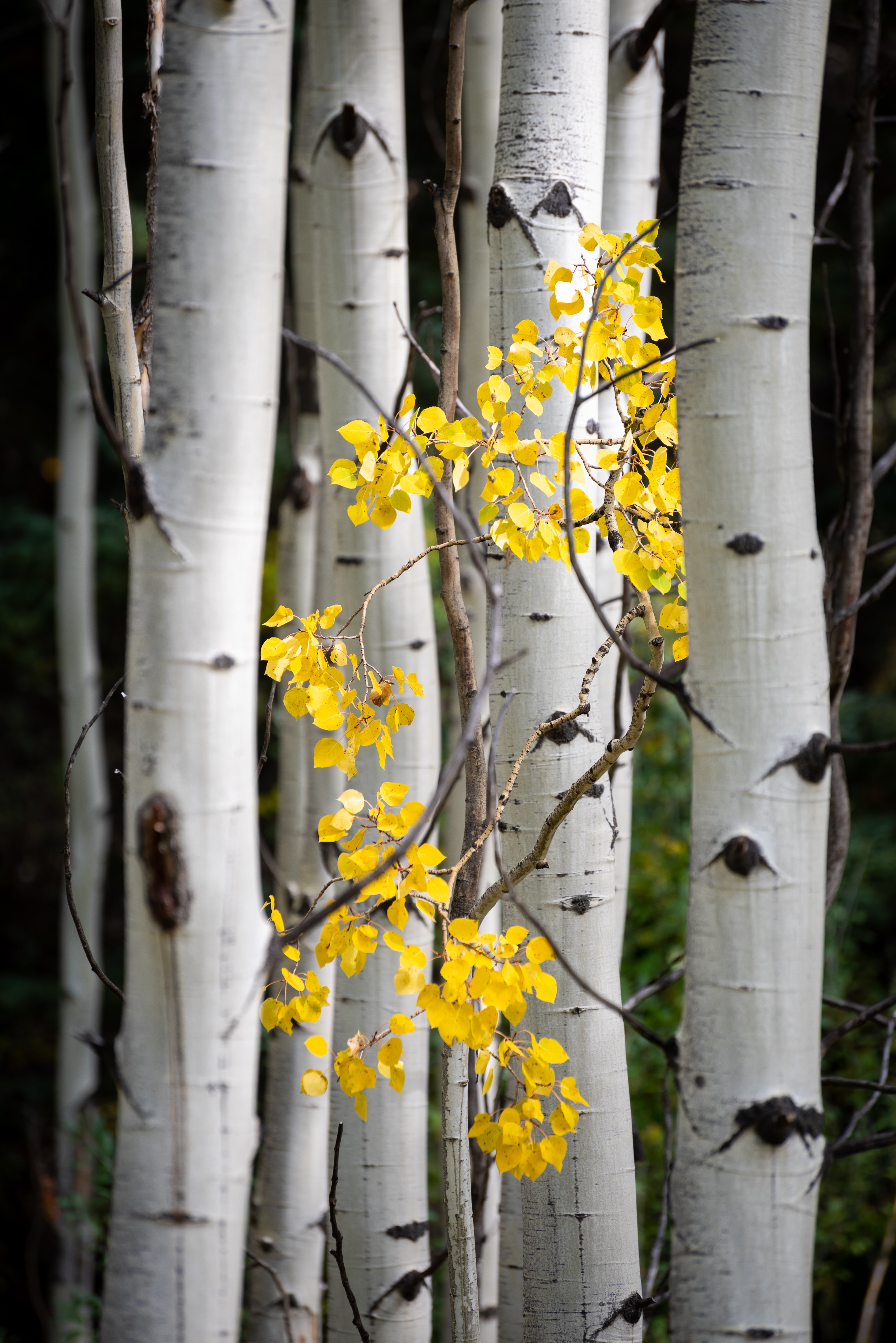 yellow, nature, trees, leaves, birches, branches