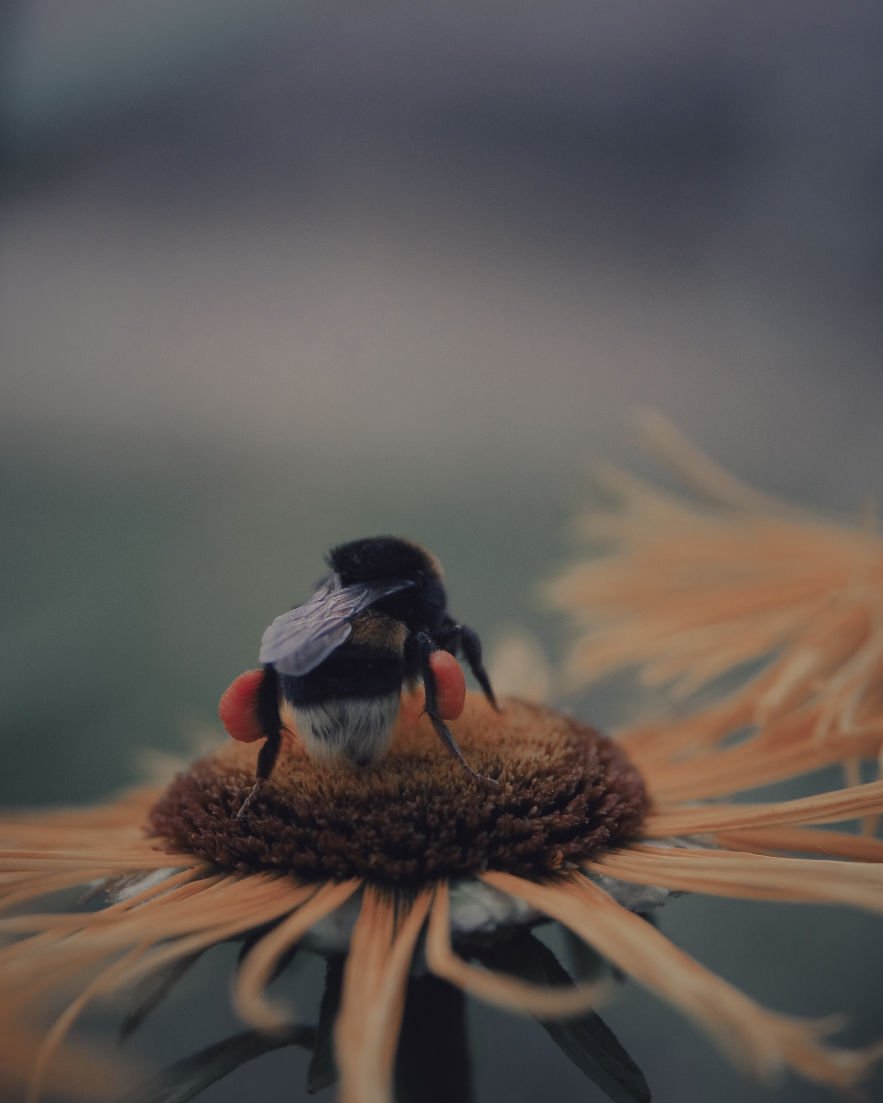 Download mobile wallpaper Pollination, Macro, Smooth, Insect, Bee, Flower, Blur for free.