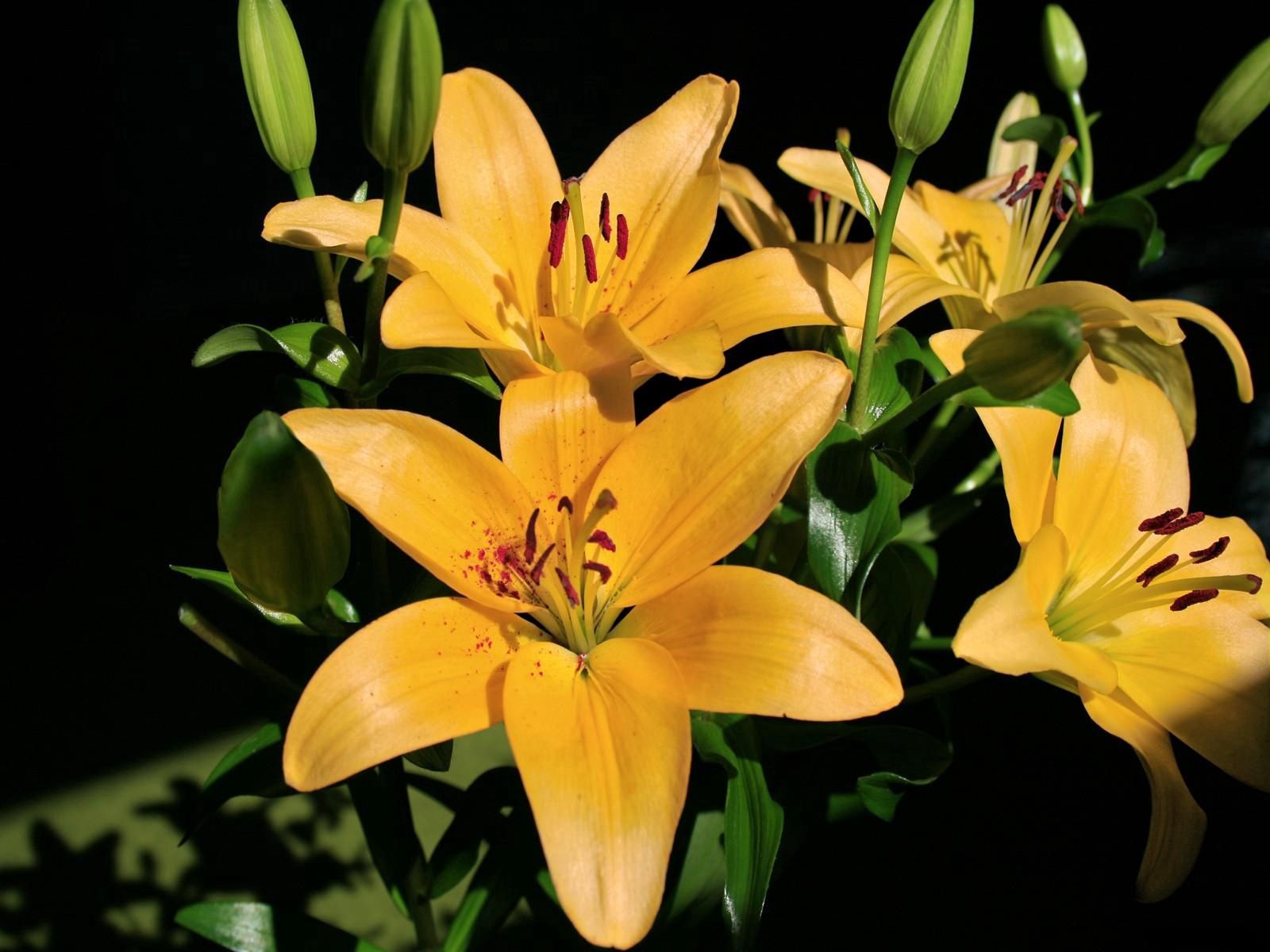Download mobile wallpaper Flowers, Lilies, Shadow, Buds, Shine, Light for free.