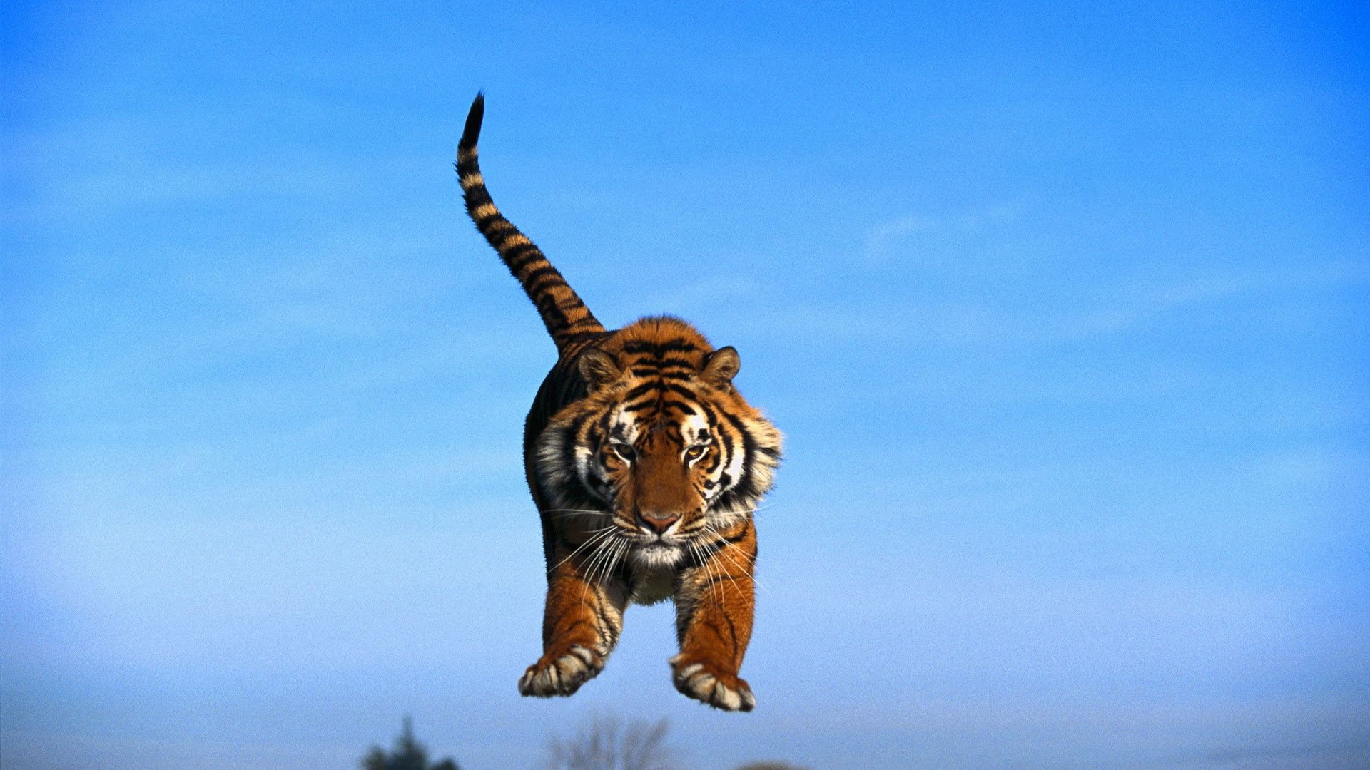 bounce, animals, sky, tiger, jump, tail, paws cell phone wallpapers