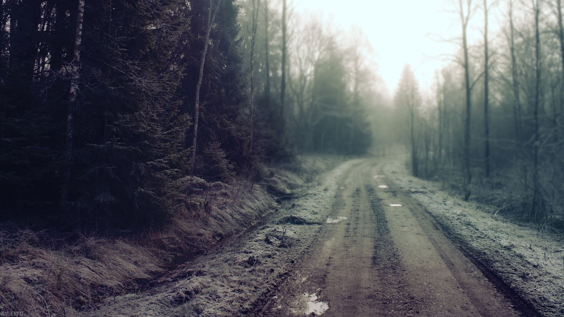 gloomy, nature, road, forest, country, secret, mystery, puddles, countryside
