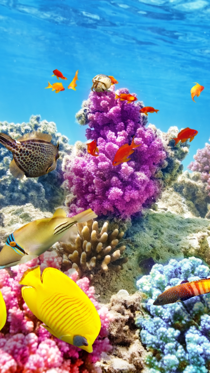 1124153 télécharger le fond d'écran récif de corail, animaux, poisson, sous marin, sous l'eau, océan, des poissons - économiseurs d'écran et images gratuitement