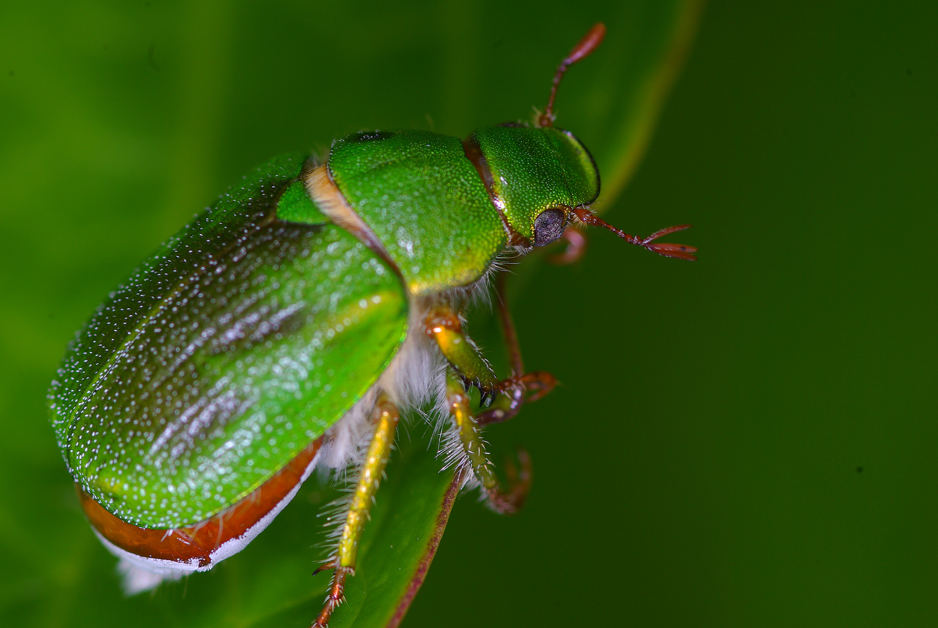 Пластинчатоусые. Coleoptera.