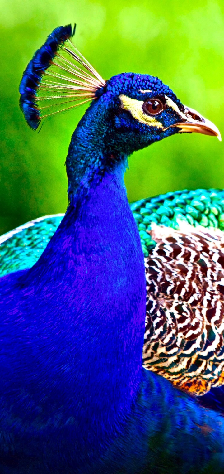 peacock, peafowl, animal, bird, birds