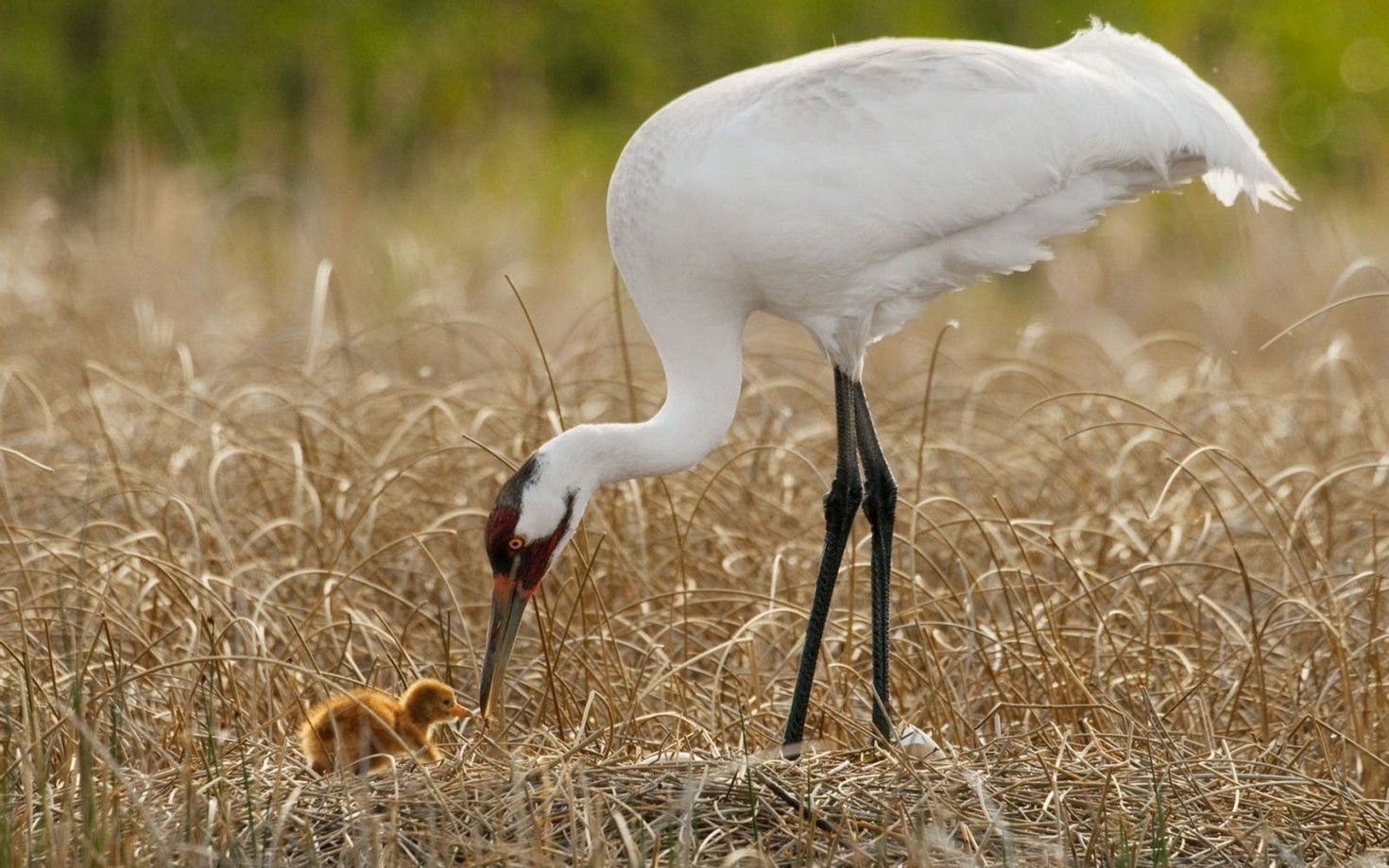 Белый журавль фото