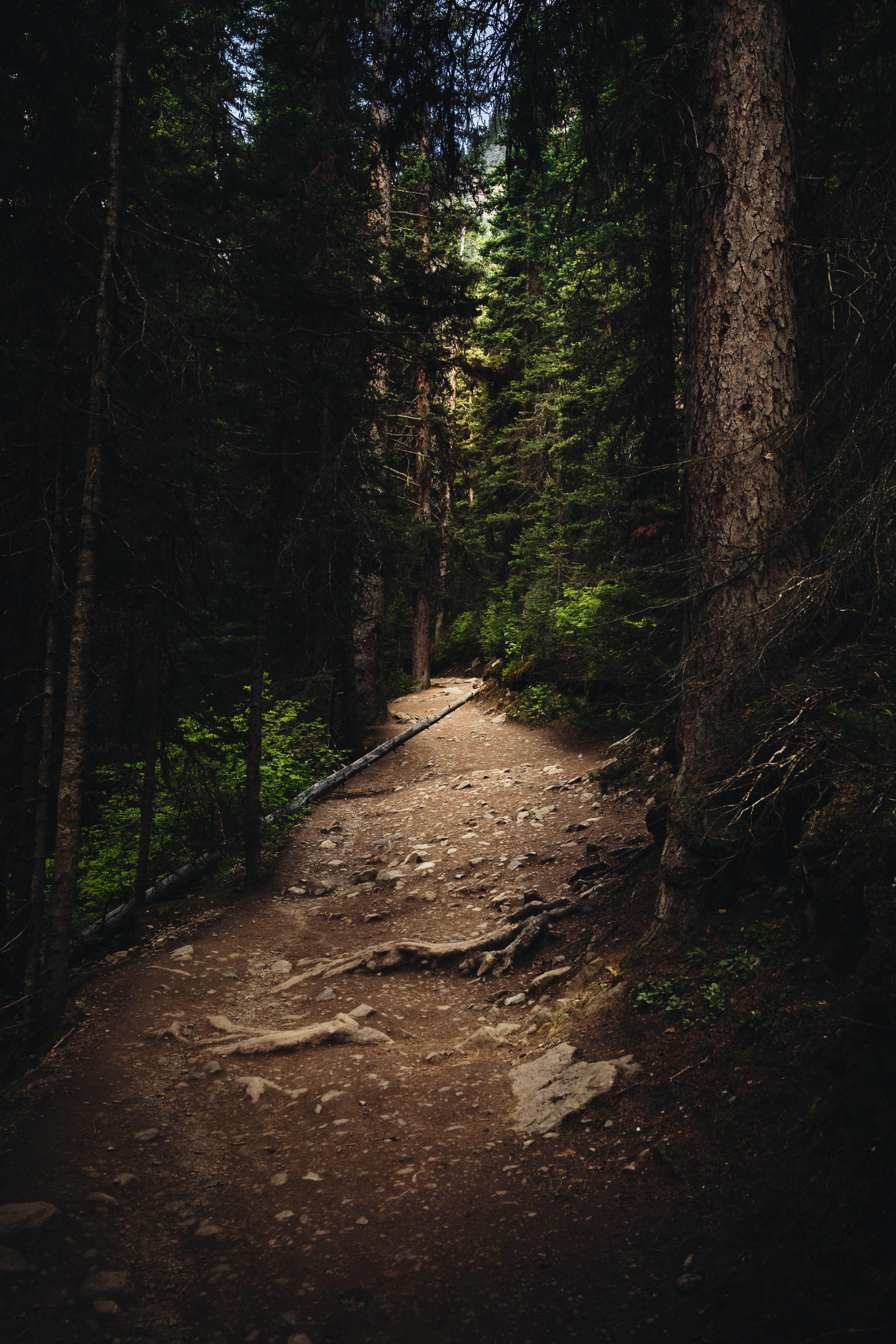 Download mobile wallpaper Spruce, Fir, Trees, Path, Forest, Nature for free.